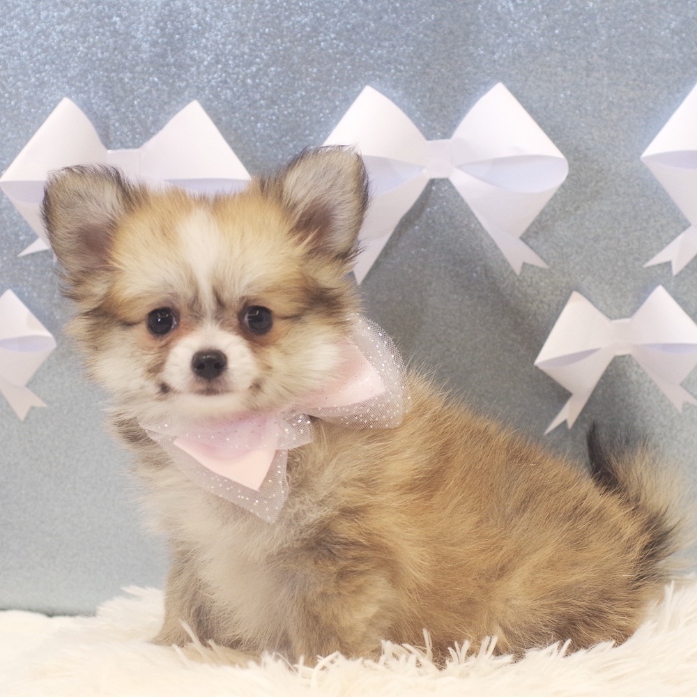 静岡県のポメチワ/チワポメ/ポメチー(ポメラニアン×チワワ) (犬の家＆猫の里富士店/2026年1月4日生まれ/女の子/フォーンホワイト)の子犬の3枚目の画像