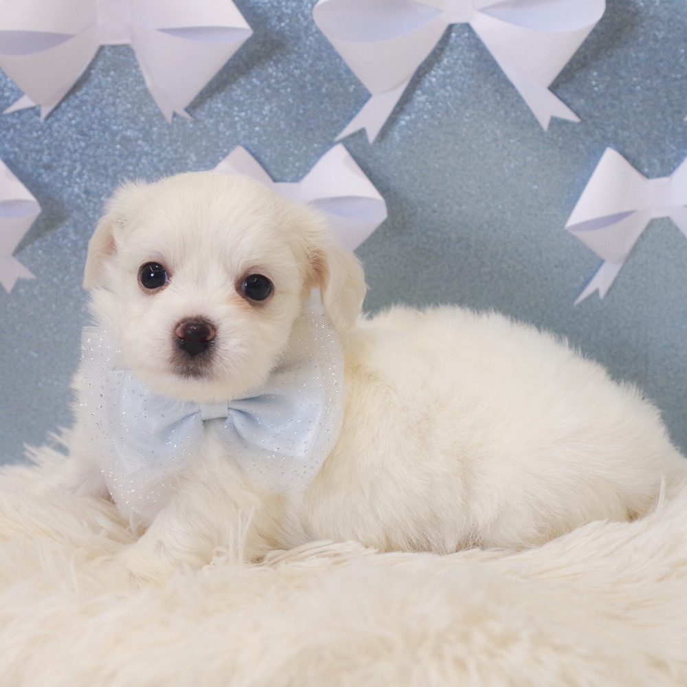 静岡県のハーフ犬・ミックス犬 (犬の家＆猫の里富士店/2026年1月4日生まれ/男の子/ホワイト)の子犬の3枚目の画像