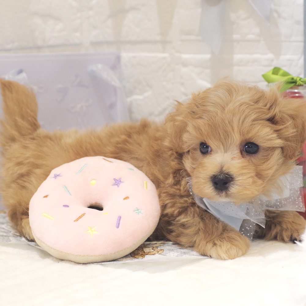 静岡県のマルプー(マルチーズ×プードル) (犬の家＆猫の里富士店/2026年1月6日生まれ/男の子/アプリコット)の子犬の3枚目の画像