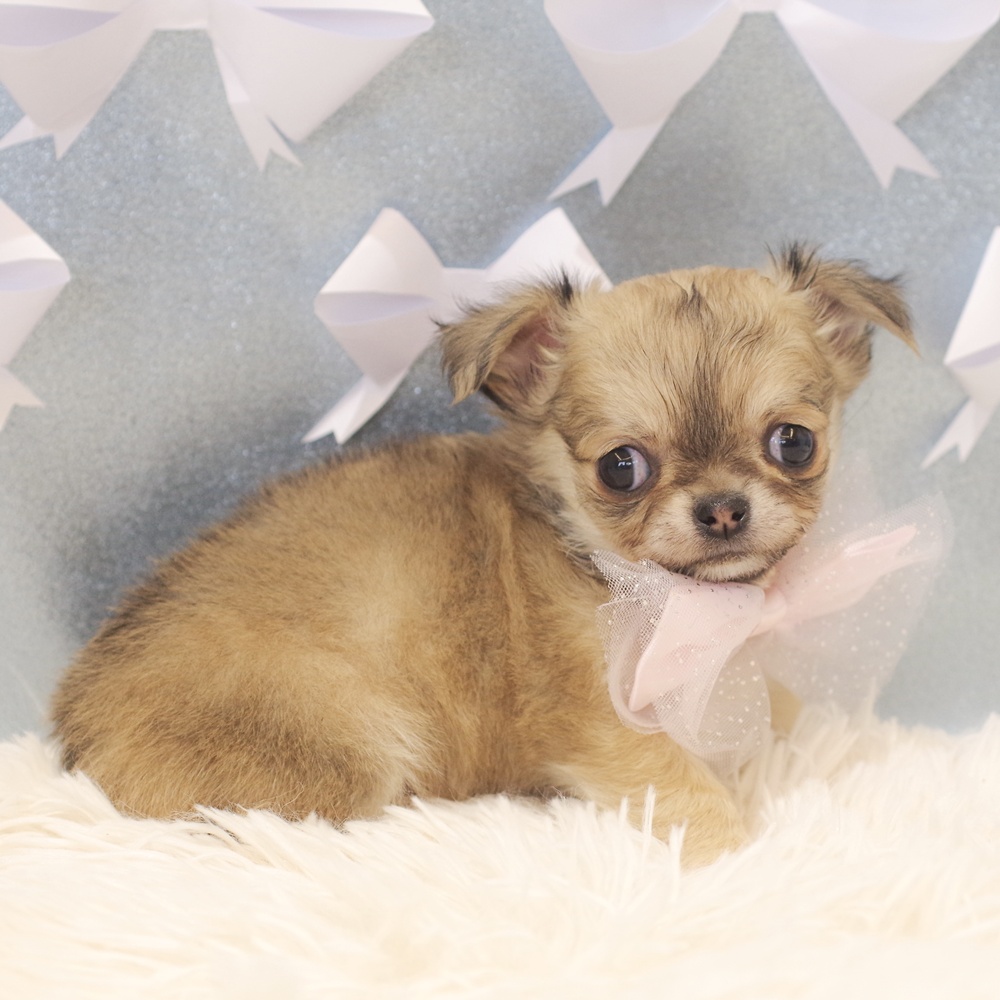 静岡県のチワワ(ロング) (犬の家＆猫の里富士店/2026年1月9日生まれ/女の子/レッド)の子犬の3枚目の画像