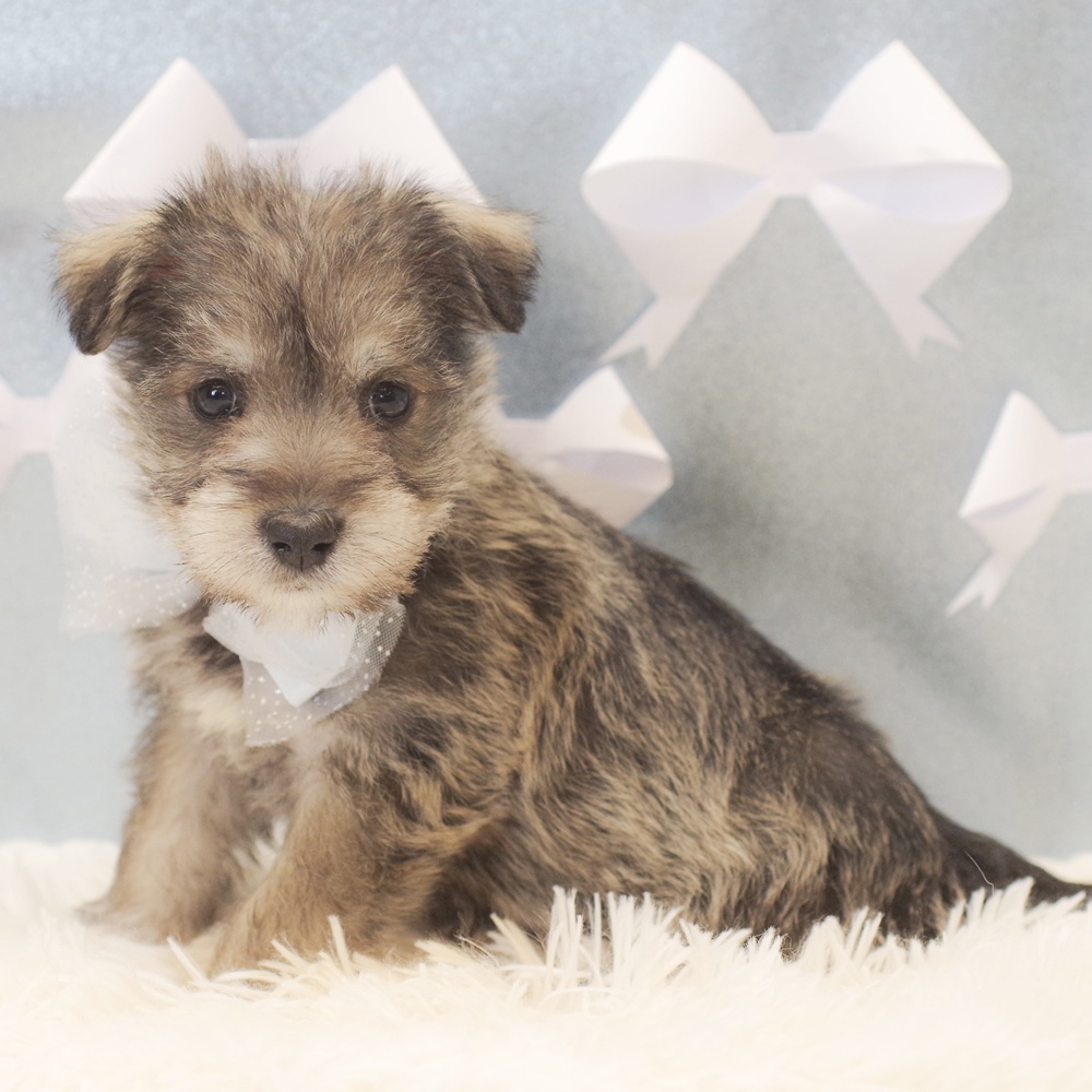 静岡県のシュナマル/マルシュナ(シュナウザー×マルチーズ) (犬の家＆猫の里富士店/2026年1月11日生まれ/男の子/ソルトペッパー)の子犬の3枚目の画像