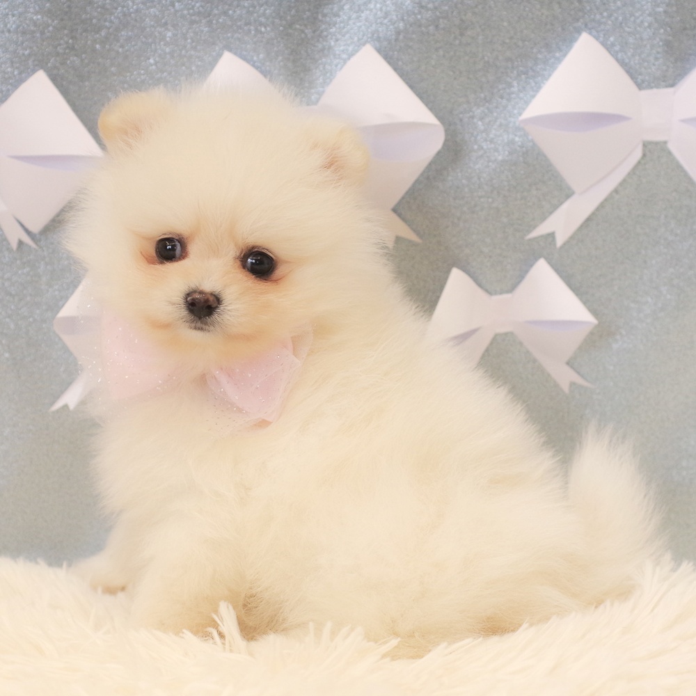 静岡県のポメラニアン (犬の家＆猫の里富士店/2026年1月12日生まれ/女の子/クリーム)の子犬の3枚目の画像