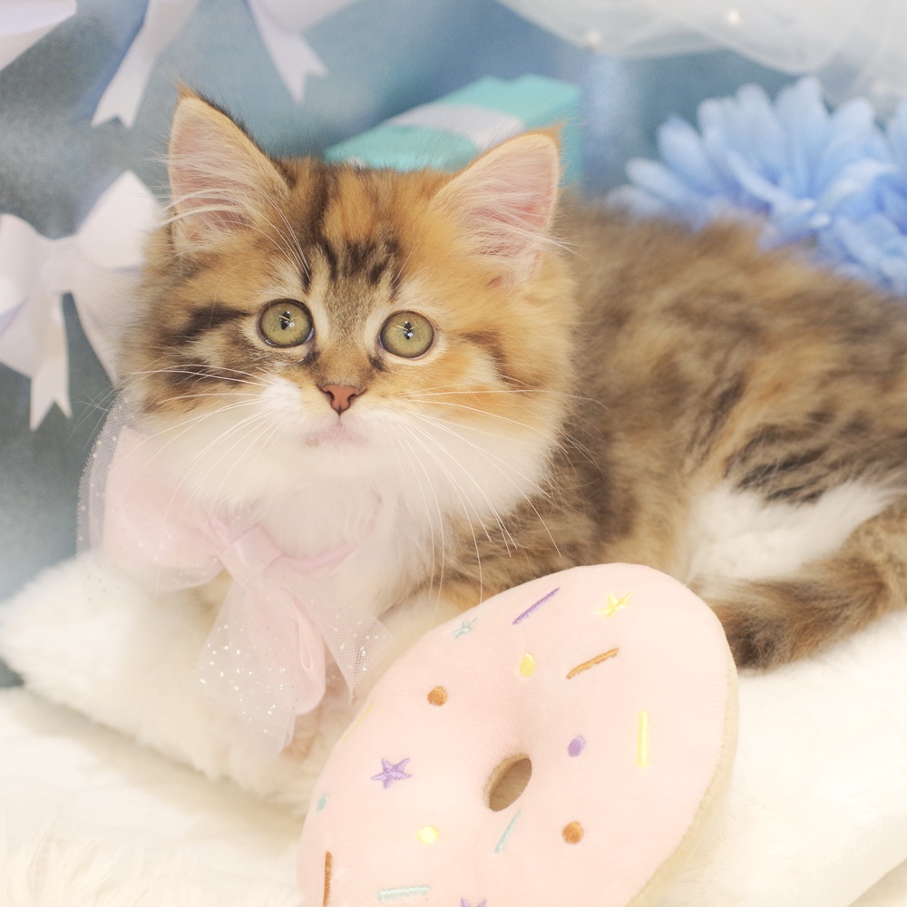 静岡県のミヌエット (犬の家＆猫の里富士店/2026年1月11日生まれ/女の子/キャリコ)の子猫の3枚目の画像