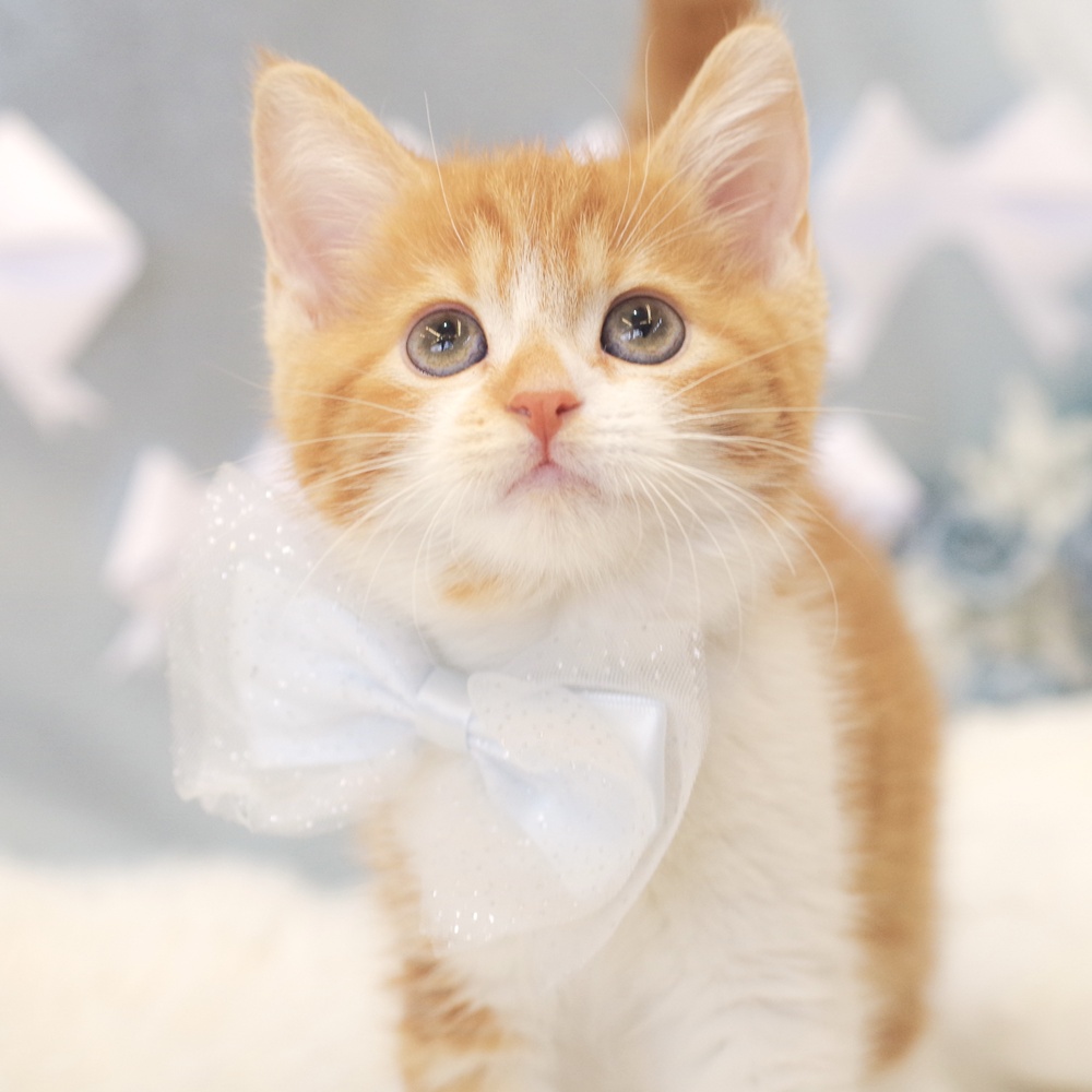 静岡県のマンチカン (犬の家＆猫の里富士店/2026年1月9日生まれ/男の子/レッドタビーホワイト)の子猫の3枚目の画像