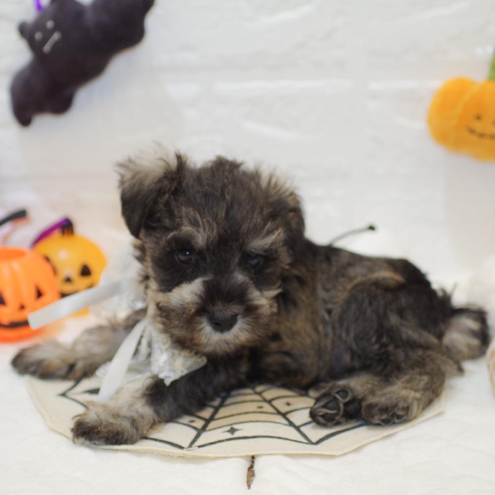 静岡県のミニチュアシュナウザー (犬の家＆猫の里富士店/2025年8月21日生まれ/男の子/ソルトペッパー)の子犬の3枚目の画像