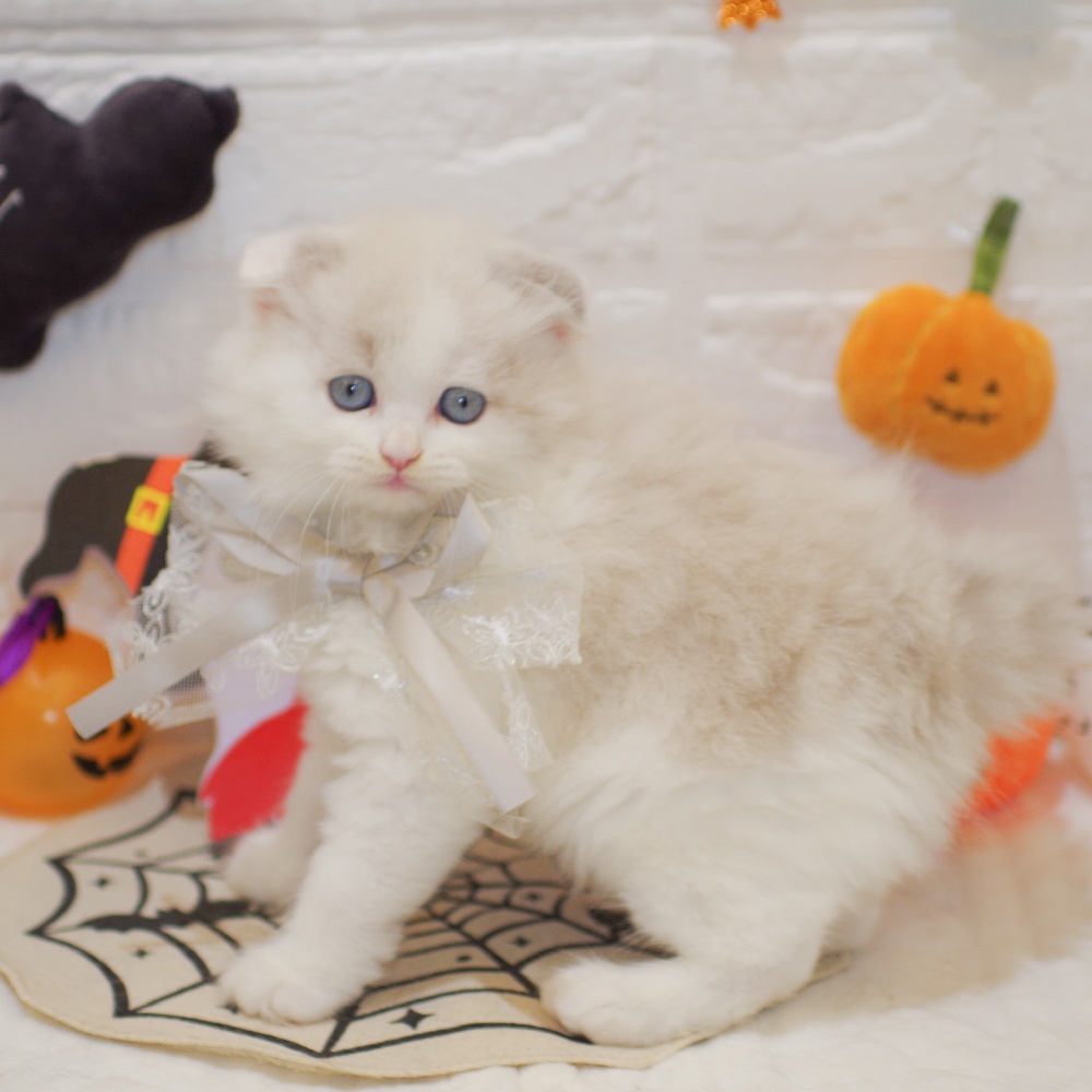 静岡県のスコティッシュフォールド (犬の家＆猫の里富士店/2025年8月20日生まれ/男の子/ブルーポイントホワイト)の子猫の3枚目の画像