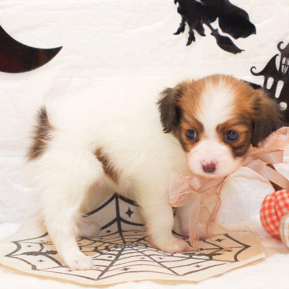 静岡県のパピヨン (犬の家＆猫の里富士店/2025年9月2日生まれ/女の子/ホワイトブラウン)の子犬の3枚目の画像