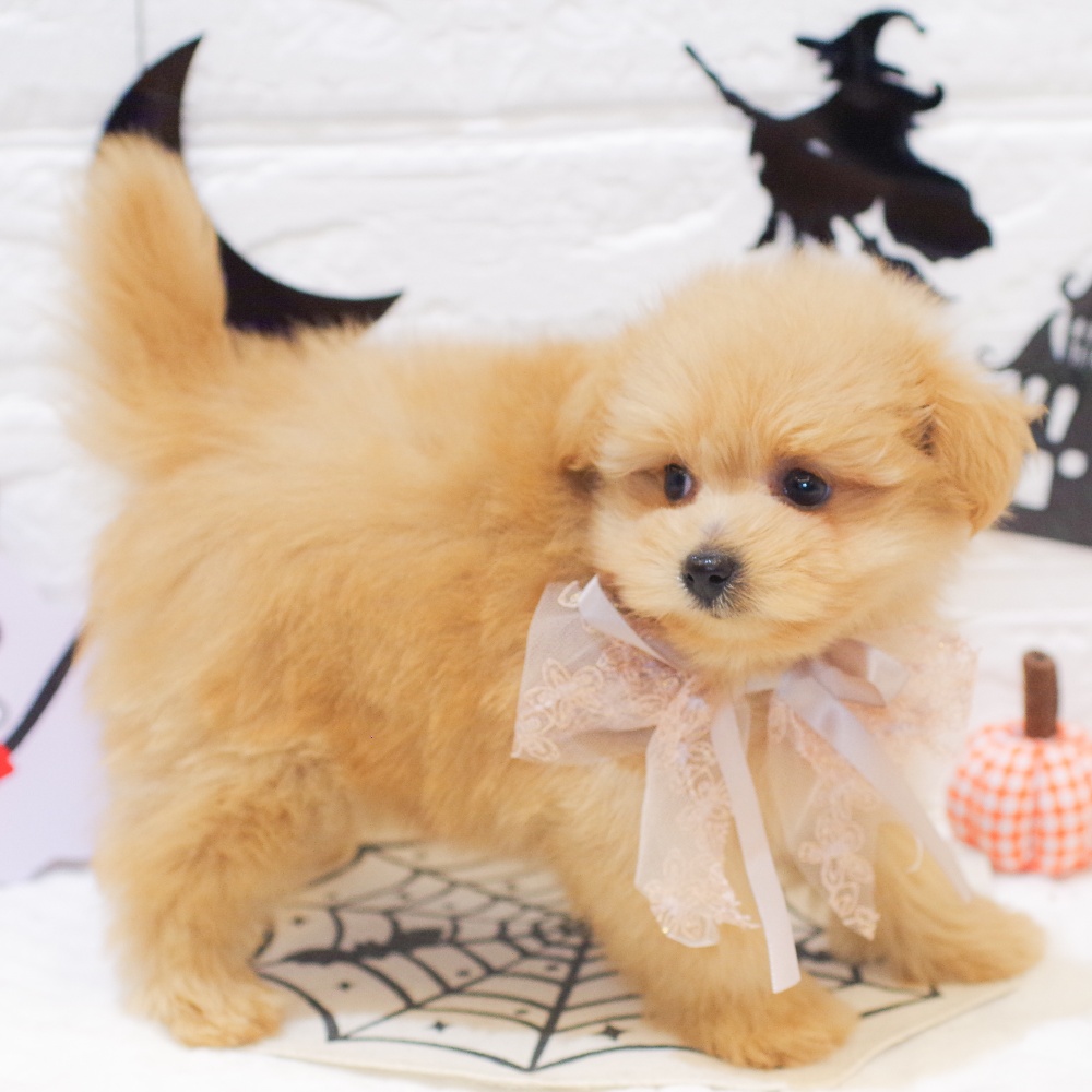 静岡県のポメプー(ポメラニアン×プードル) (犬の家＆猫の里富士店/2025年8月27日生まれ/男の子/アプリコット)の子犬の3枚目の画像