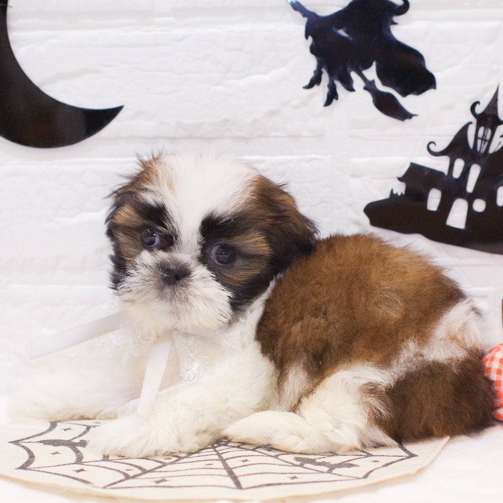 静岡県のシーズー (犬の家＆猫の里富士店/2025年9月1日生まれ/男の子/ゴールドホワイト)の子犬の3枚目の画像