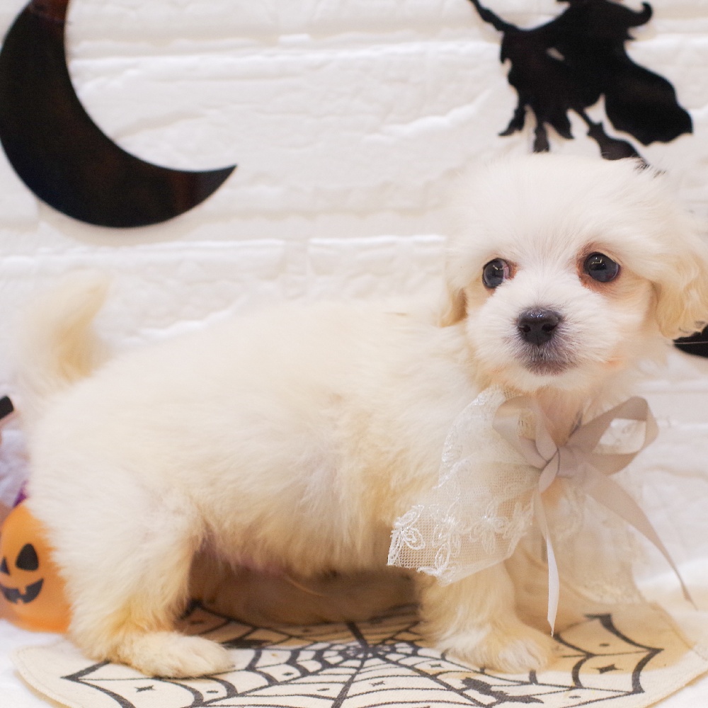 静岡県のマルックス(マルチーズ×ダックス) (犬の家＆猫の里富士店/2025年9月1日生まれ/男の子/クリーム)の子犬の3枚目の画像