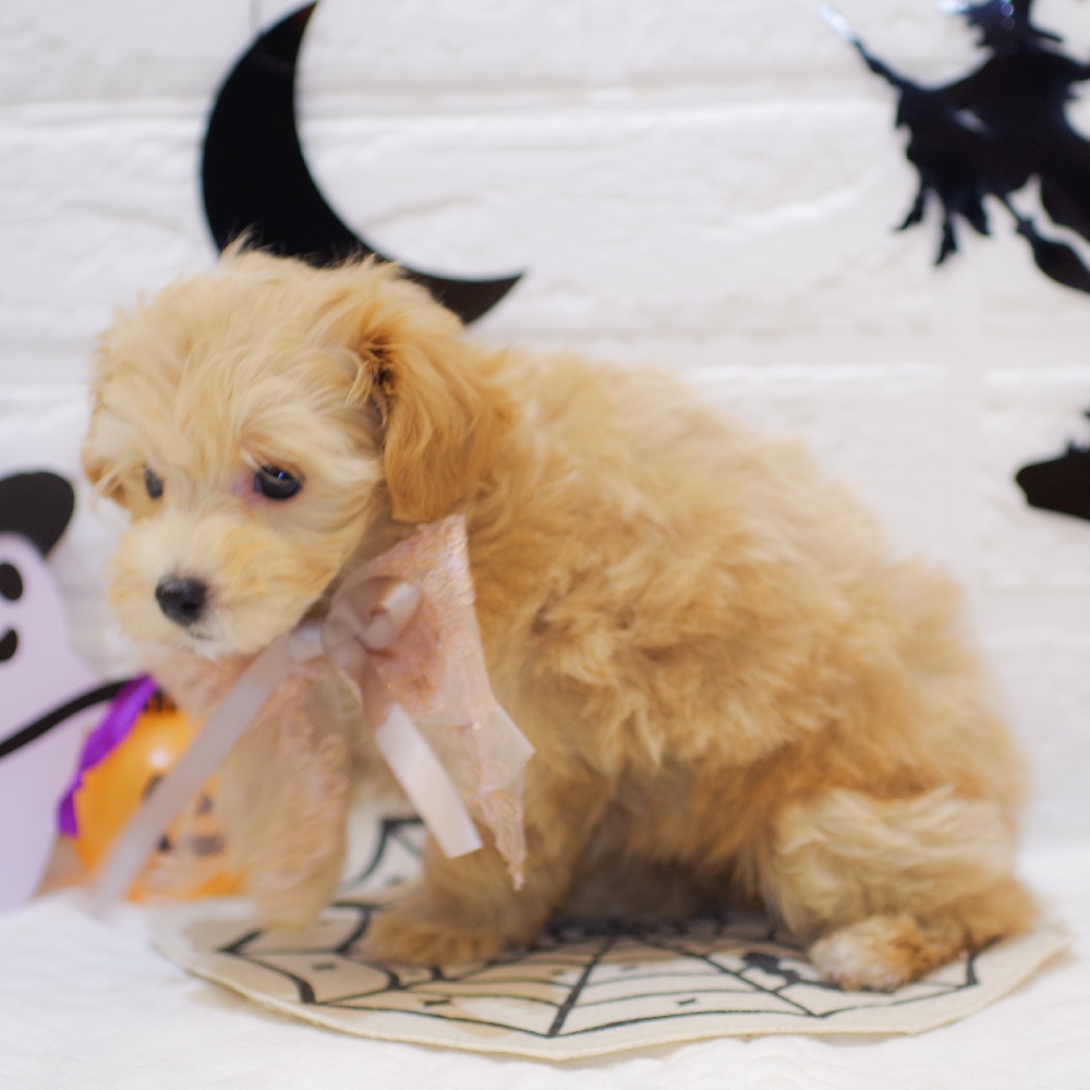 静岡県のマルプー(マルチーズ×プードル) (犬の家＆猫の里富士店/2025年8月31日生まれ/女の子/アプリコットホワイト)の子犬の3枚目の画像