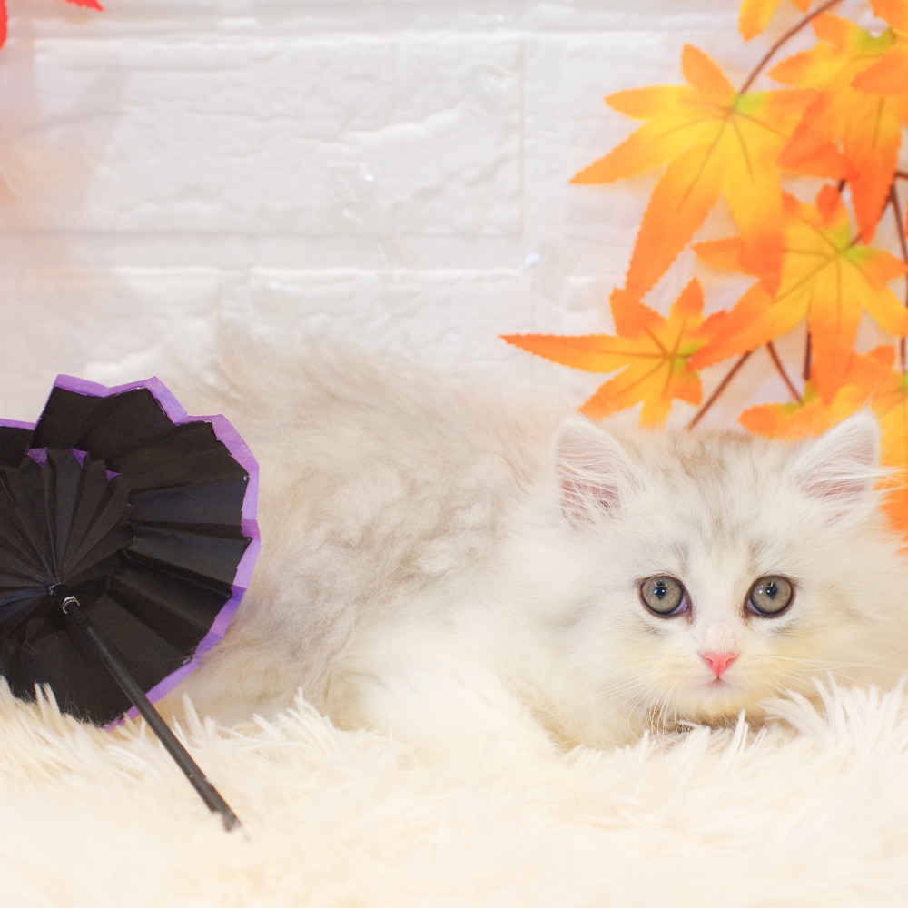 静岡県のミヌエット (犬の家＆猫の里富士店/2025年9月22日生まれ/男の子/シルバータビーホワイト)の子猫の3枚目の画像