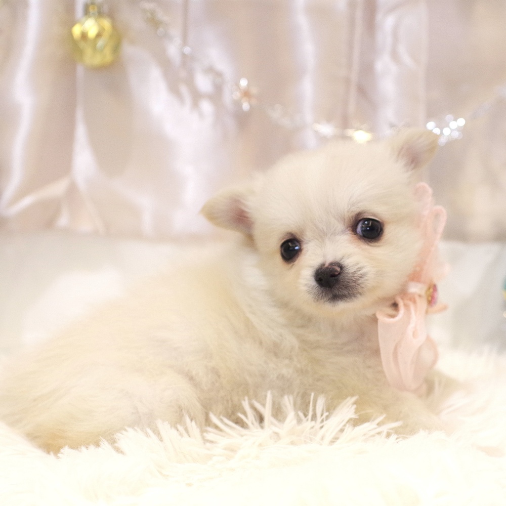静岡県のポメチワ/チワポメ/ポメチー(ポメラニアン×チワワ) (犬の家＆猫の里富士店/2025年9月29日生まれ/女の子/クリーム)の子犬の3枚目の画像