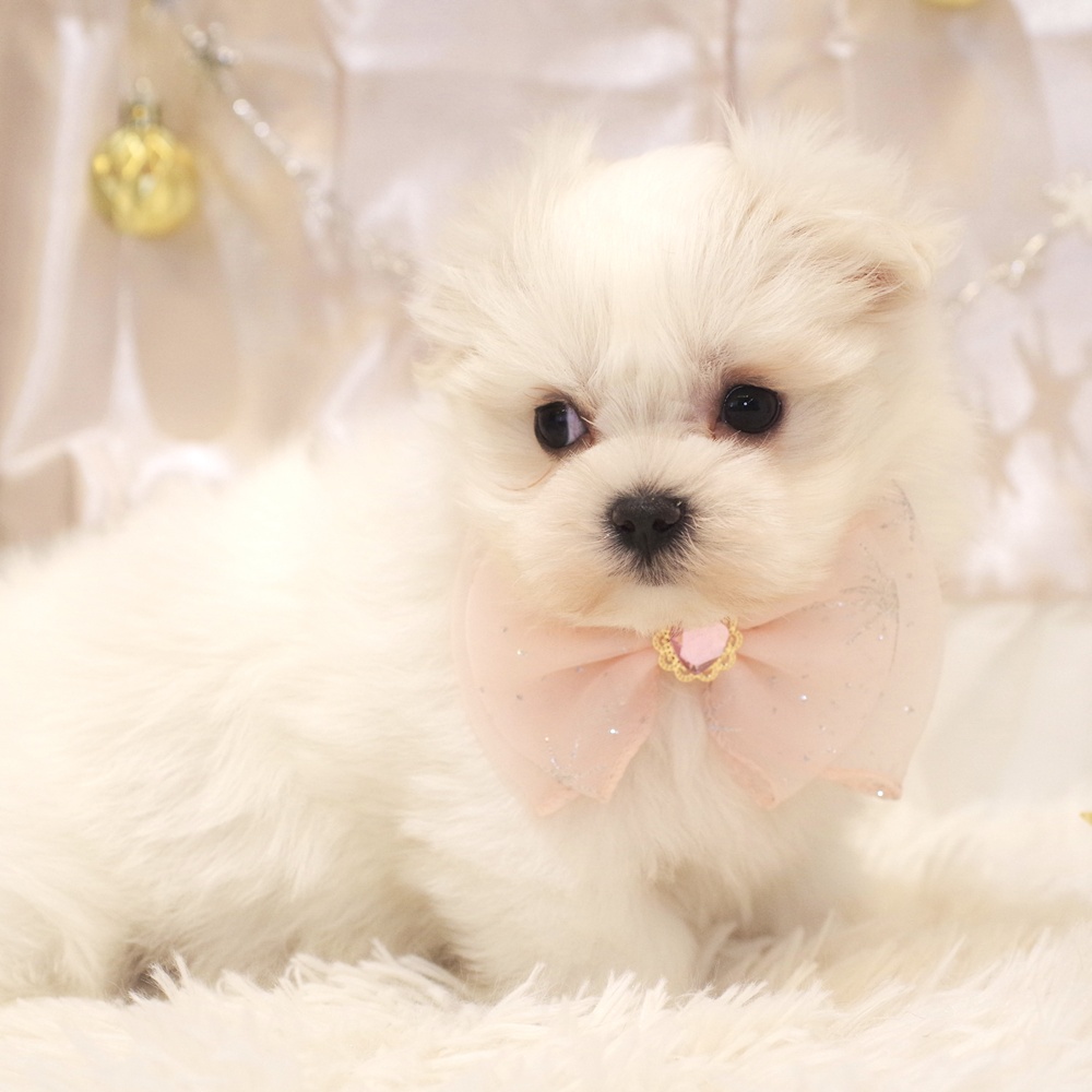 静岡県のマルチーズ (犬の家＆猫の里富士店/2025年10月7日生まれ/女の子/ホワイト)の子犬の3枚目の画像