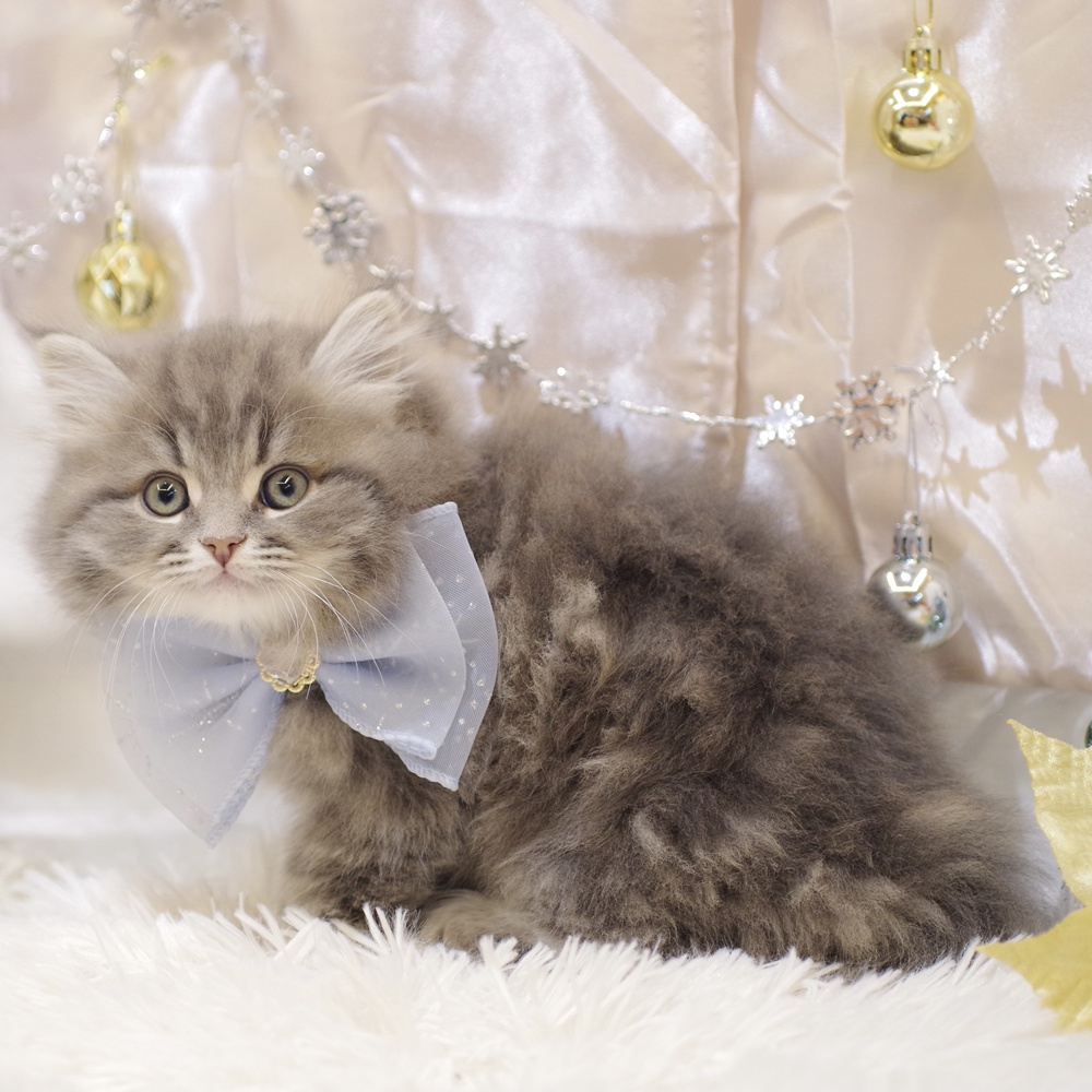 千葉県のマンチカン (犬の家＆猫の里BIGHOPガーデンモール印西店/2025年10月10日生まれ/男の子/ブルータビー)の子猫の3枚目の画像