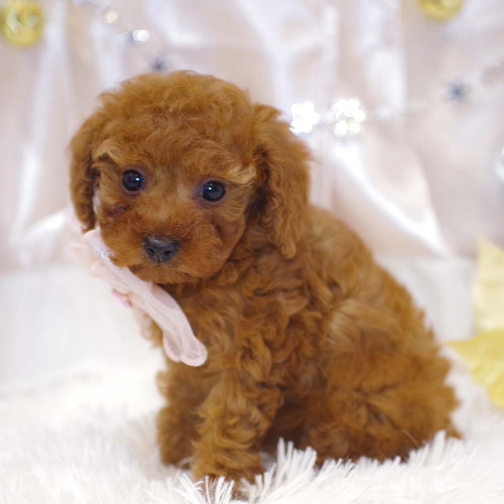 静岡県のトイプードル(トイ) (犬の家＆猫の里富士店/2025年10月20日生まれ/女の子/レッド)の子犬の3枚目の画像
