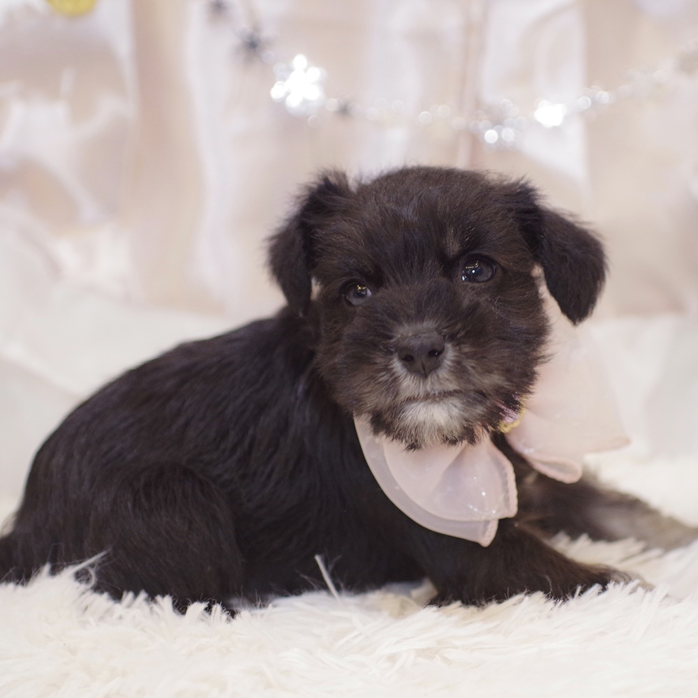 静岡県のミニチュアシュナウザー (犬の家＆猫の里富士店/2025年10月21日生まれ/女の子/ブラックシルバー)の子犬の3枚目の画像