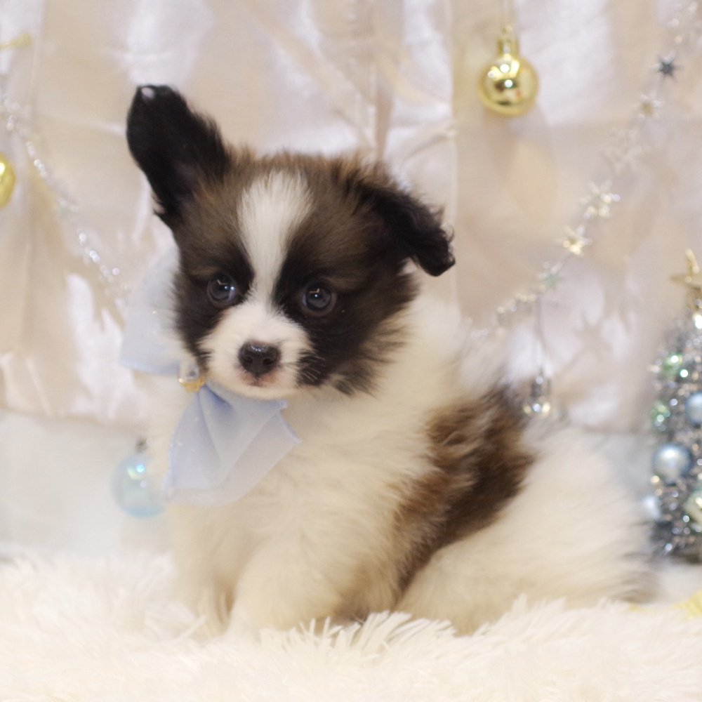 静岡県のパピヨン (犬の家＆猫の里富士店/2025年10月28日生まれ/男の子/ホワイトブラウン)の子犬の3枚目の画像