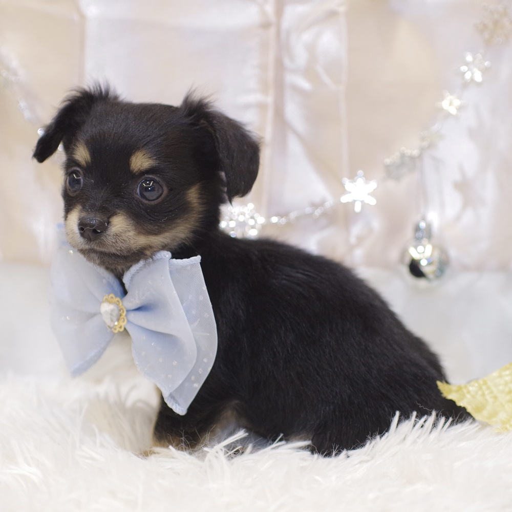 静岡県のチワックス(チワワ×ダックス) (犬の家＆猫の里富士店/2025年10月28日生まれ/男の子/ブラックタン)の子犬の3枚目の画像