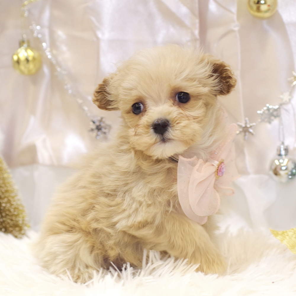 静岡県のマルプー(マルチーズ×プードル) (犬の家＆猫の里富士店/2025年10月26日生まれ/女の子/クリーム)の子犬の3枚目の画像
