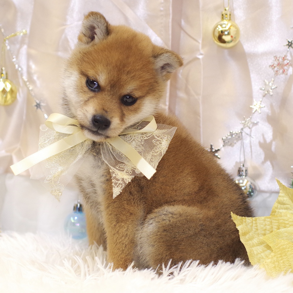 静岡県の柴犬(標準サイズ) (犬の家＆猫の里富士店/2025年10月27日生まれ/女の子/赤)の子犬の3枚目の画像