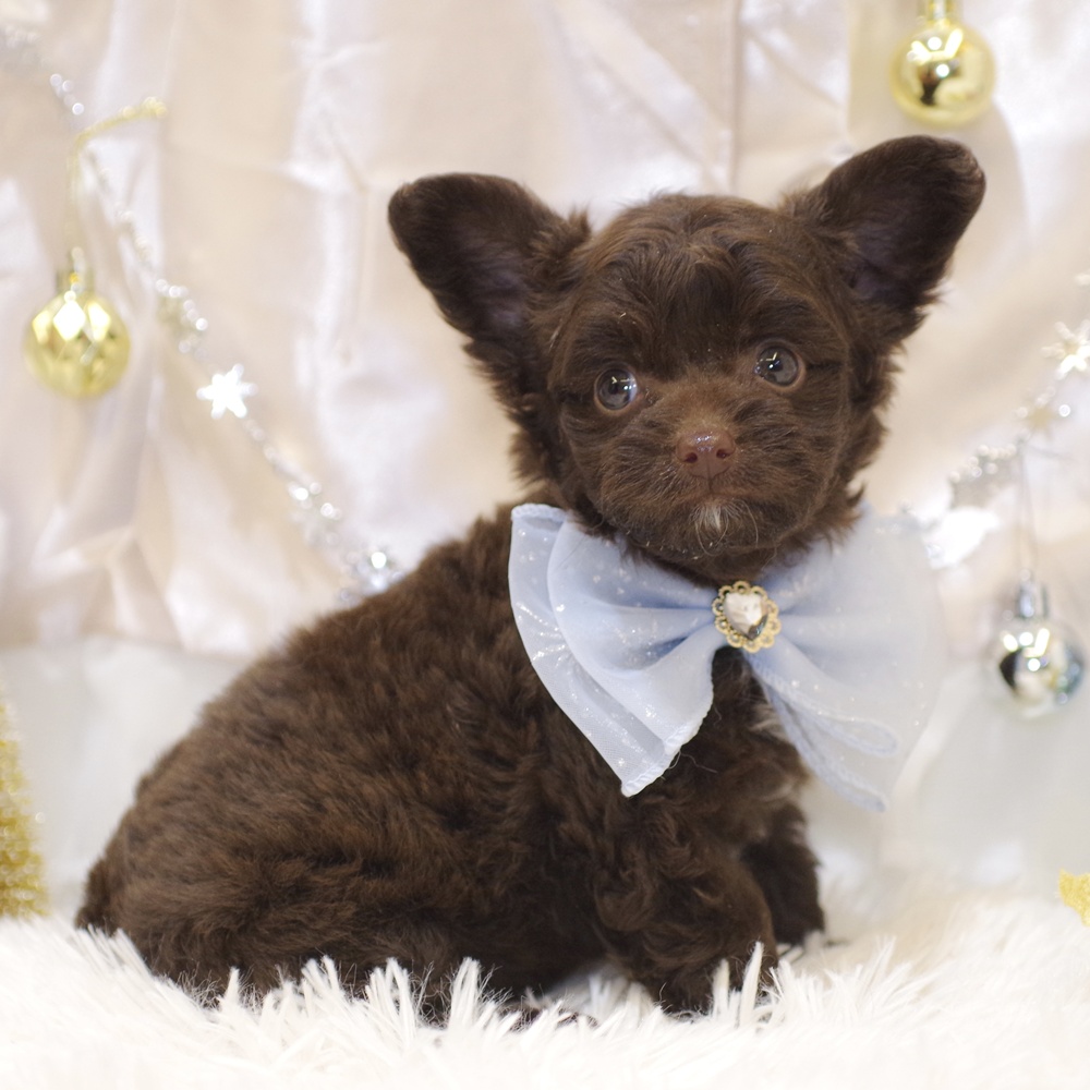 静岡県のチワプー/プーチー(チワワ×プードル) (犬の家＆猫の里富士店/2025年10月27日生まれ/男の子/ブラウン)の子犬の3枚目の画像