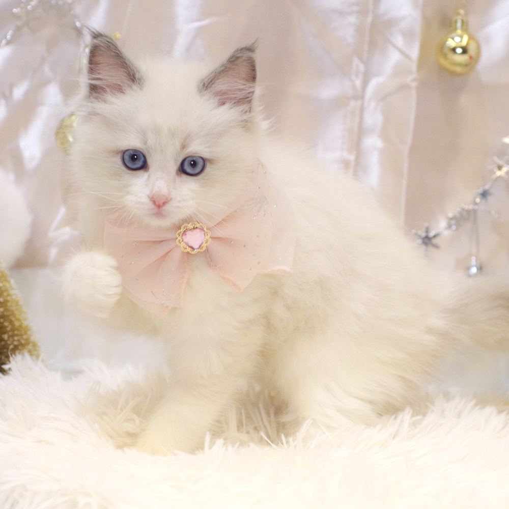 静岡県のラグドール (犬の家＆猫の里富士店/2025年10月25日生まれ/女の子/ブルーポイントバイカラー)の子猫の3枚目の画像