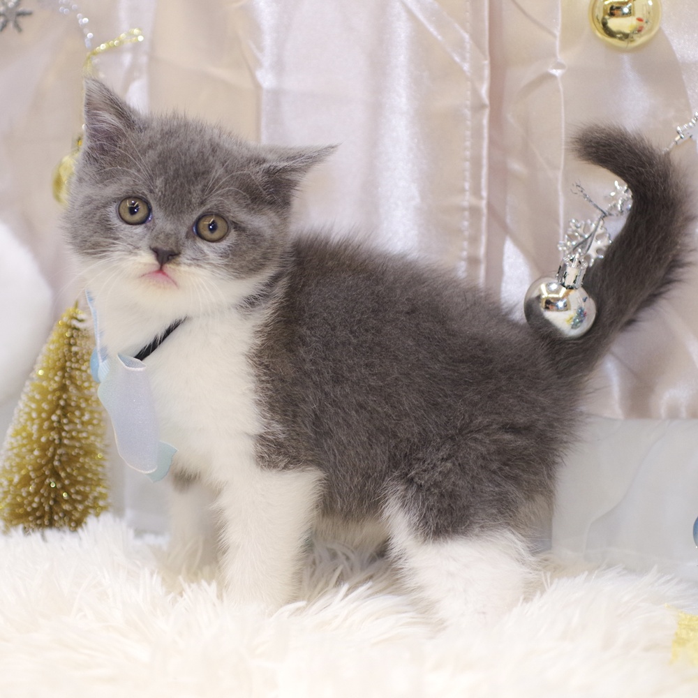 静岡県のブリティッシュショートヘアー (犬の家＆猫の里富士店/2025年10月28日生まれ/男の子/ブルーホワイト)の子猫の3枚目の画像