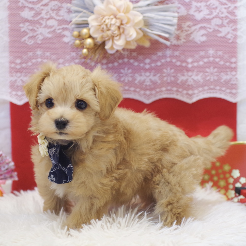 静岡県のマルプー(マルチーズ×プードル) (犬の家＆猫の里富士店/2025年11月10日生まれ/男の子/アプリコット)の子犬の3枚目の画像