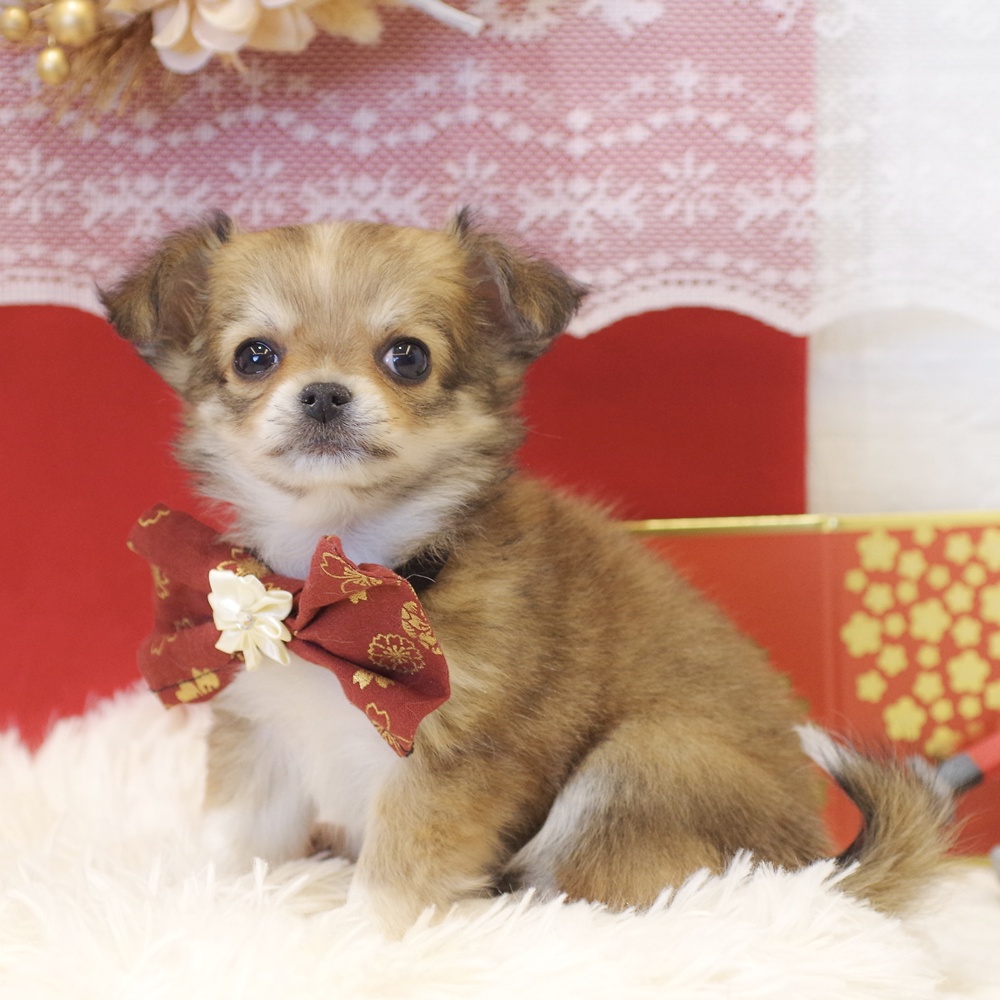 静岡県のチワワ(ロング) (犬の家＆猫の里富士店/2025年11月10日生まれ/女の子/レッドホワイト)の子犬の3枚目の画像