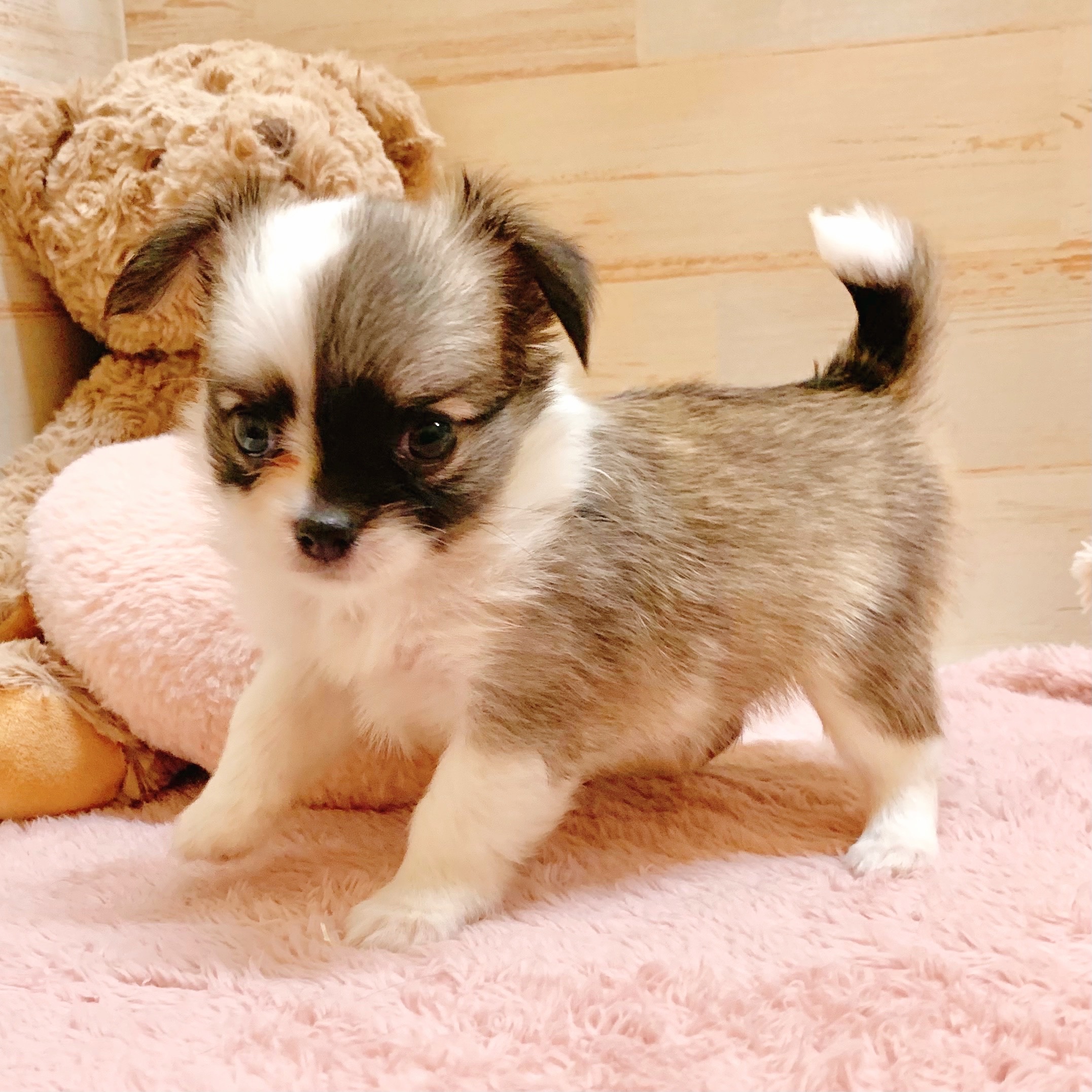 兵庫県のチワワ(ロング) (犬の家＆猫の里神戸店/2025年6月21日生まれ/男の子/フォーンホワイト)の子犬の3枚目の画像