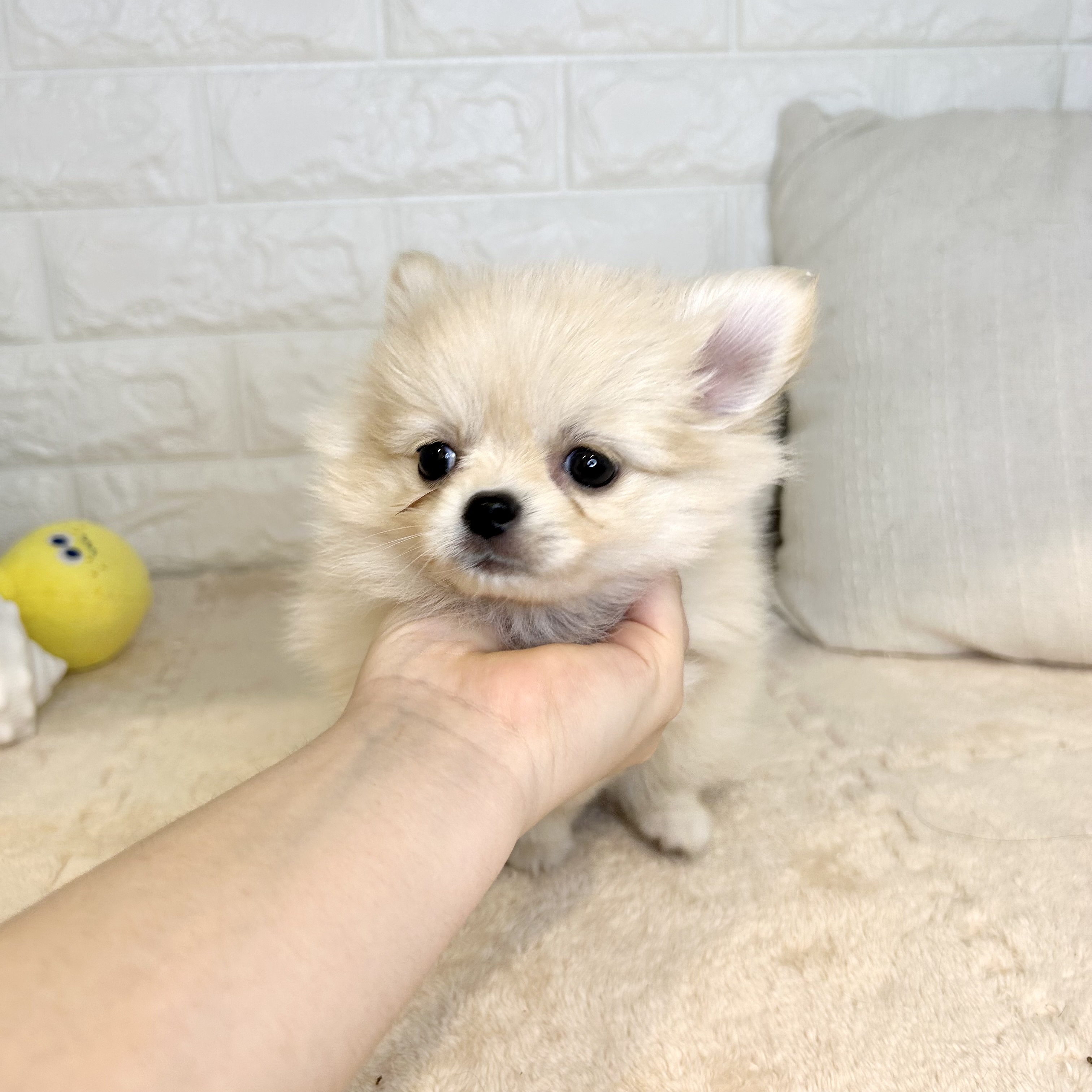 東京都のポメチワ/チワポメ/ポメチー(ポメラニアン×チワワ) (犬の家＆猫の里新宿店/2025年9月20日生まれ/女の子/クリームホワイト)の子犬の3枚目の画像