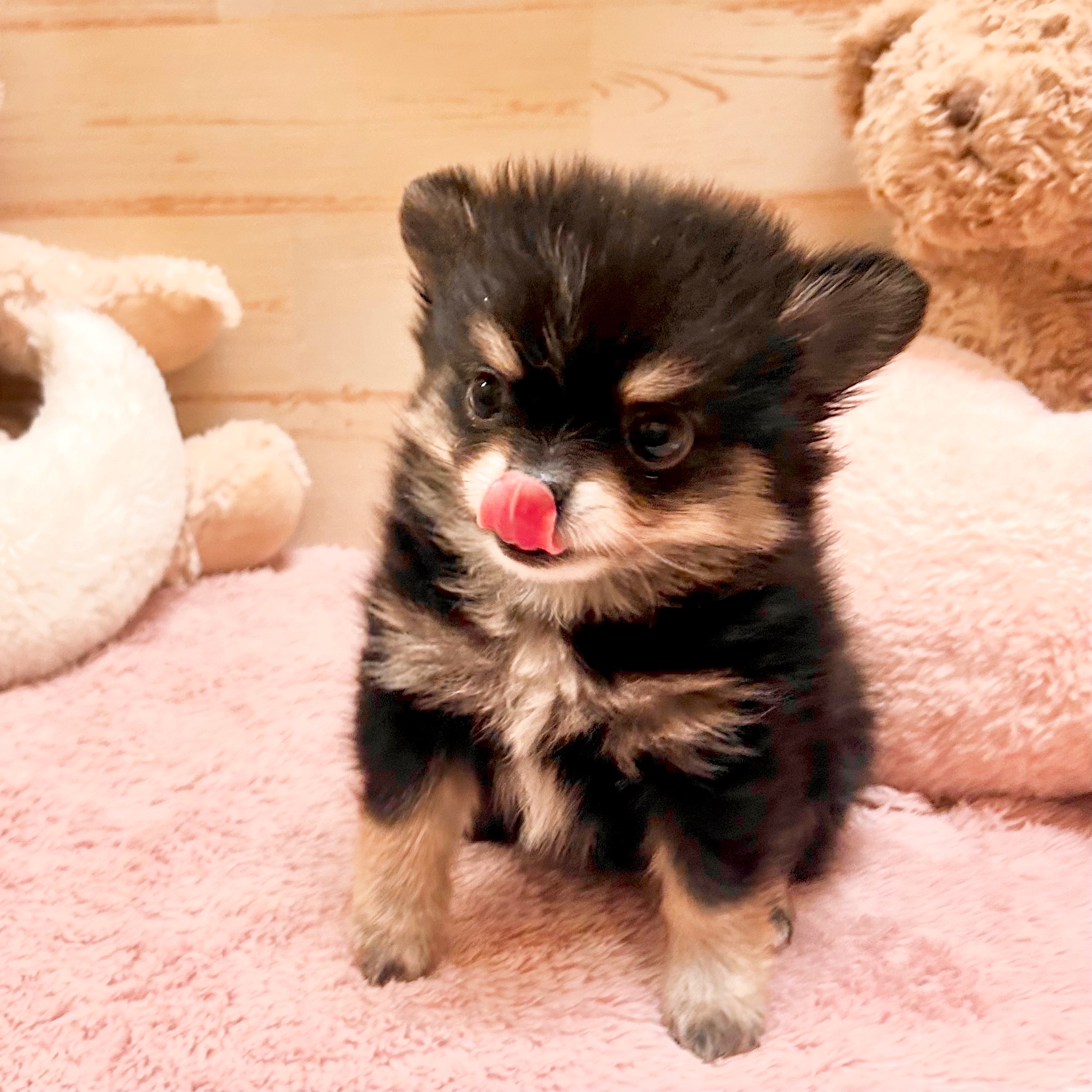 兵庫県のポメチワ/チワポメ/ポメチー(ポメラニアン×チワワ) (犬の家＆猫の里神戸店/2025年12月2日生まれ/男の子/ブラックタンホワイト)の子犬の1枚目の画像