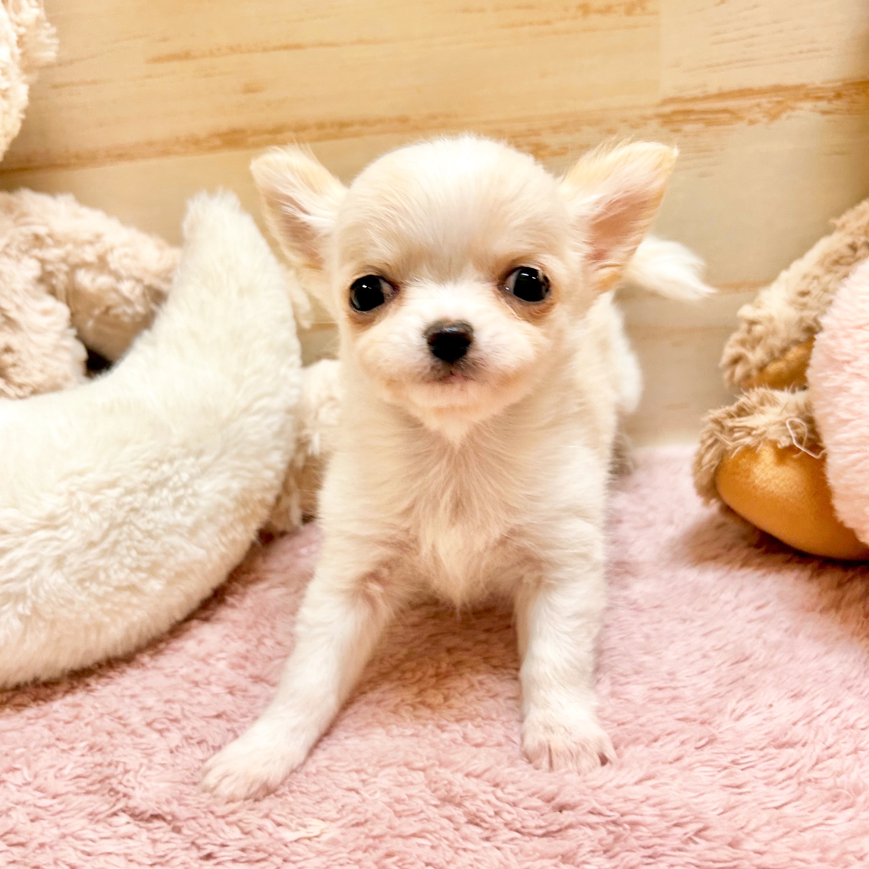 兵庫県のチワワ(ロング) (犬の家＆猫の里神戸店/2025年12月3日生まれ/女の子/クリーム)の子犬の3枚目の画像