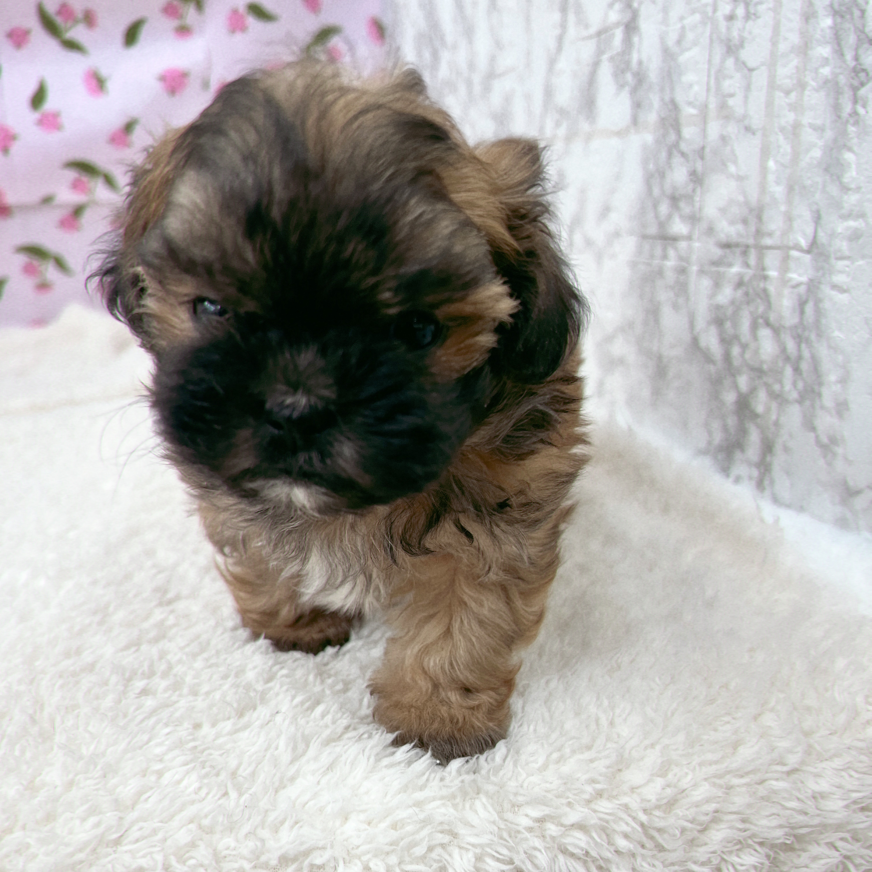 愛知県のプーズー/プーシーズ(プードル×シーズー) (犬の家＆猫の里エアポートウォーク店/2026年1月17日生まれ/男の子/レッドフォーン、ホワイト＆ブラックマスク)の子犬の3枚目の画像