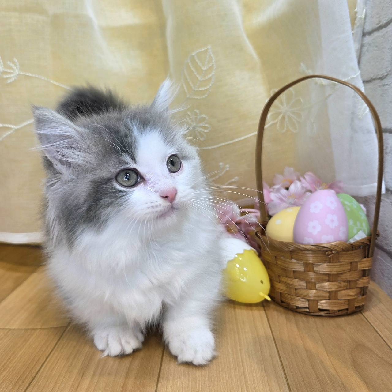 長野県のマンチカン (犬の家＆猫の里カインズ梓川店/2026年1月23日生まれ/男の子/ブルータビーホワイト)の子猫の3枚目の画像