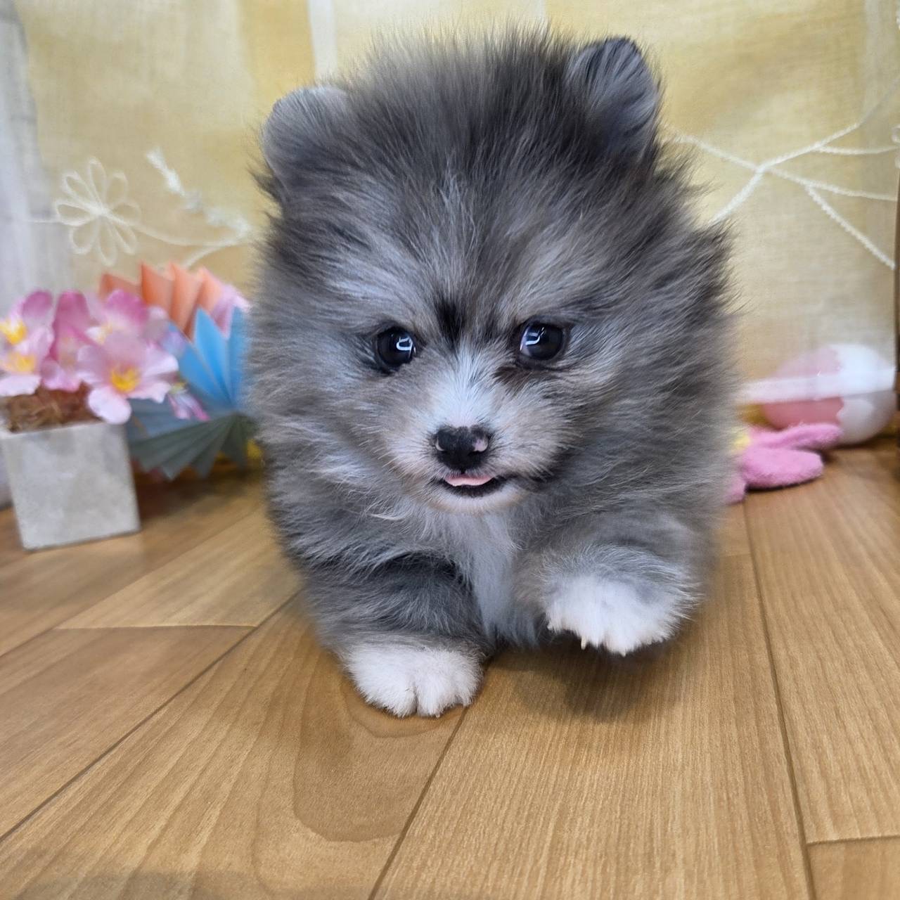 長野県のポメラニアン (犬の家＆猫の里カインズ梓川店/2026年2月3日生まれ/男の子/ブルーマール)の子犬の3枚目の画像