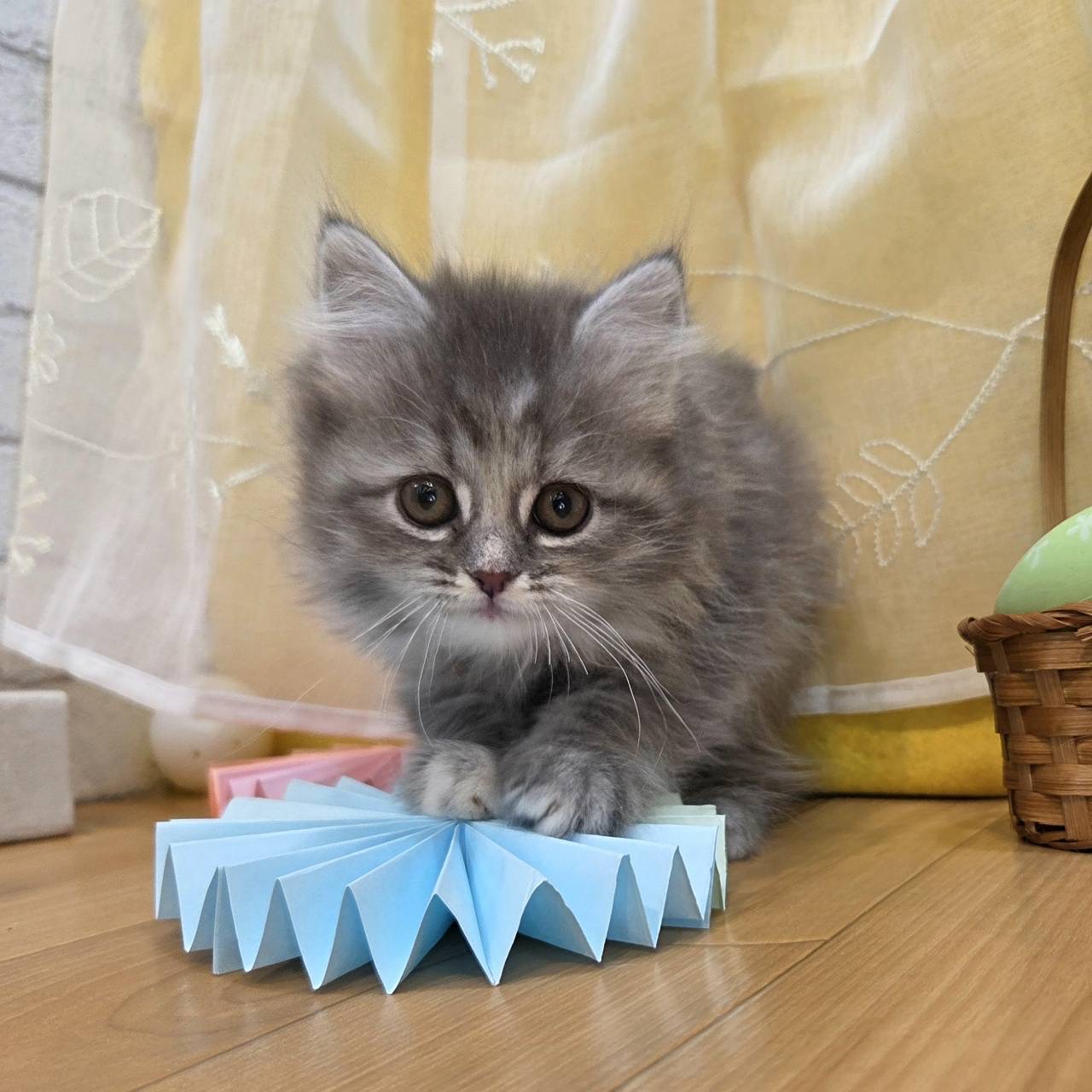 長野県のサイベリアン (犬の家＆猫の里カインズ梓川店/2026年2月2日生まれ/女の子/ブルータビー)の子猫の3枚目の画像