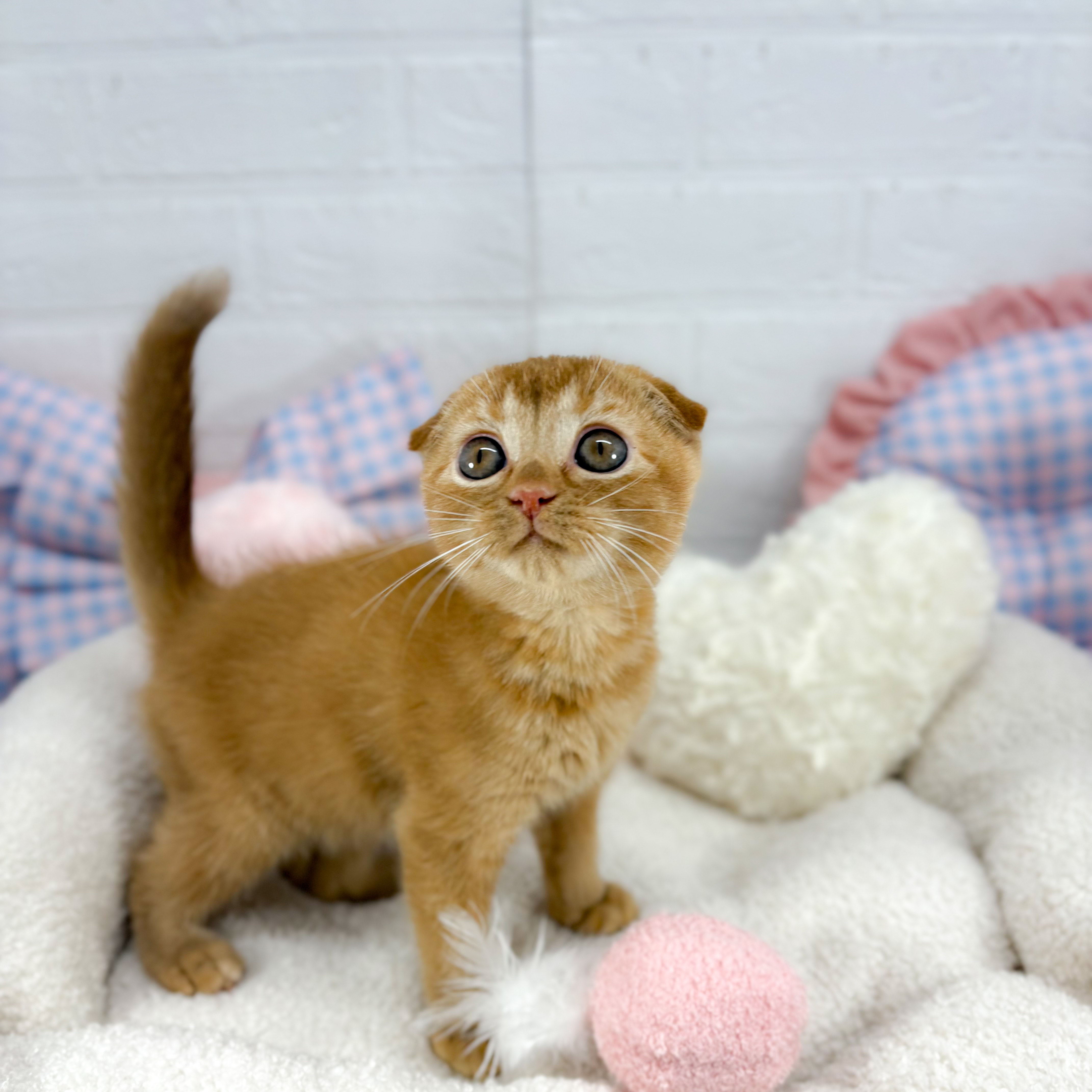 神奈川県のスコティッシュフォールド (犬の家＆猫の里元住吉ブレーメン通り店/2025年9月23日生まれ/女の子/レッドタビー)の子猫の3枚目の画像