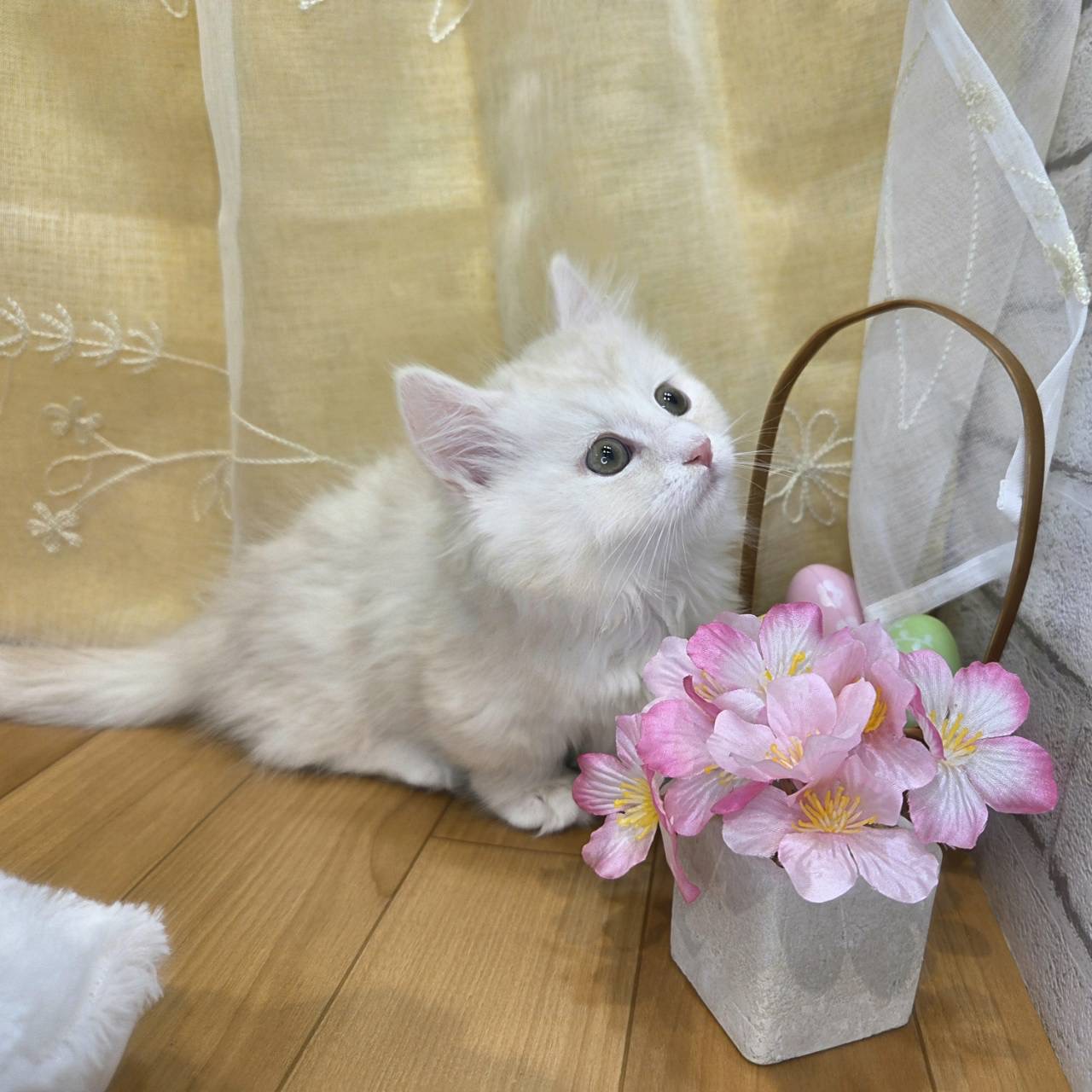 長野県のマンチカン (犬の家＆猫の里カインズ梓川店/2026年2月5日生まれ/男の子/クリームタビー)の子猫の3枚目の画像