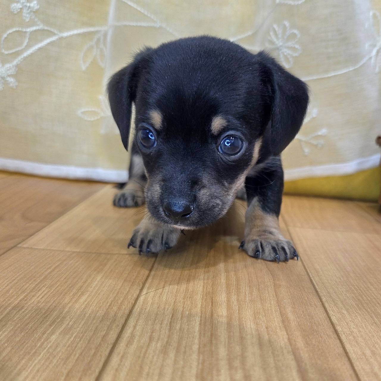 長野県のチワックス(チワワ×ダックス) (犬の家＆猫の里カインズ梓川店/2026年2月8日生まれ/女の子/ブラックタンホワイト)の子犬の3枚目の画像