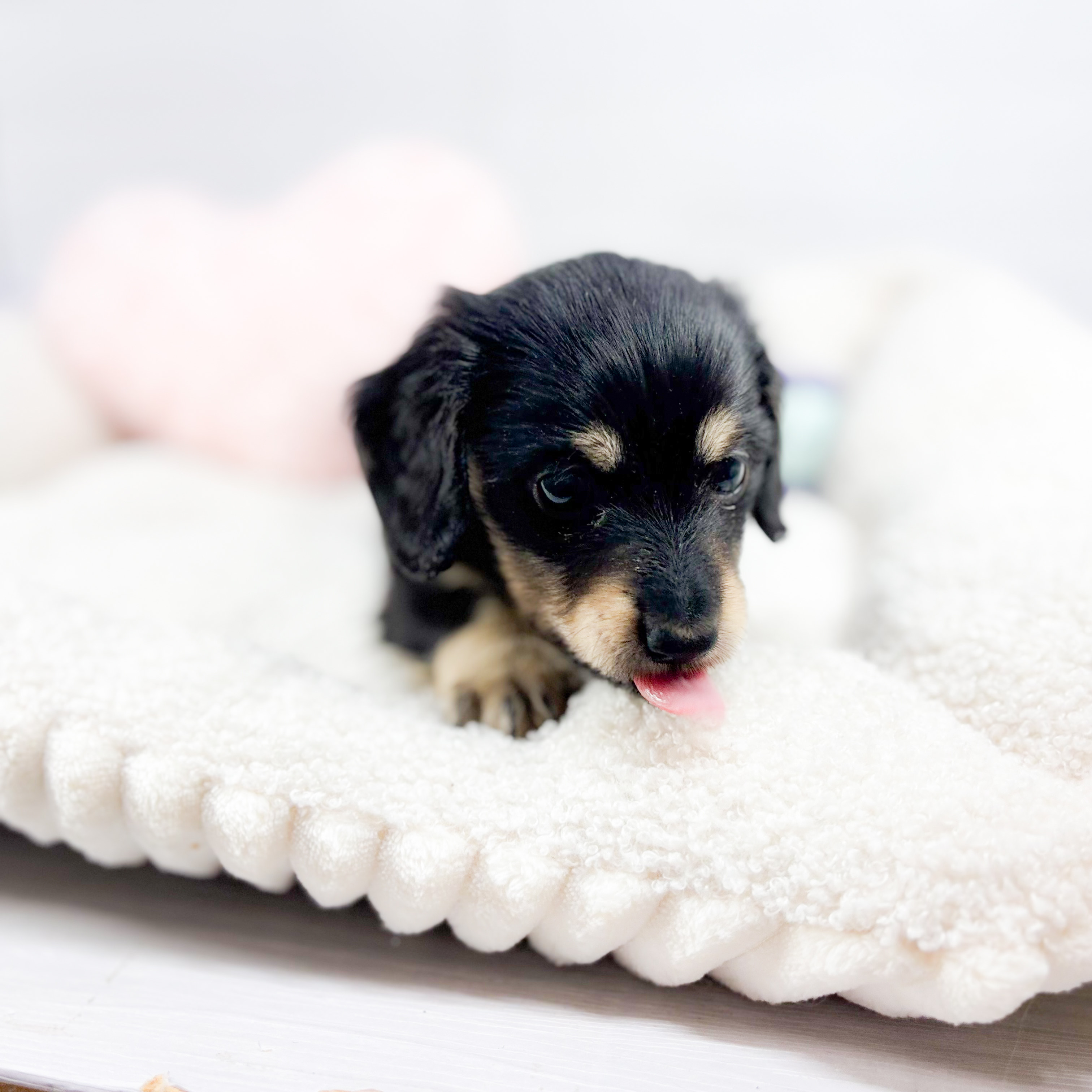 神奈川県のミニチュアダックスフンド(ロング) (犬の家＆猫の里元住吉ブレーメン通り店/2025年10月7日生まれ/男の子/ブラックタン)の子犬の3枚目の画像