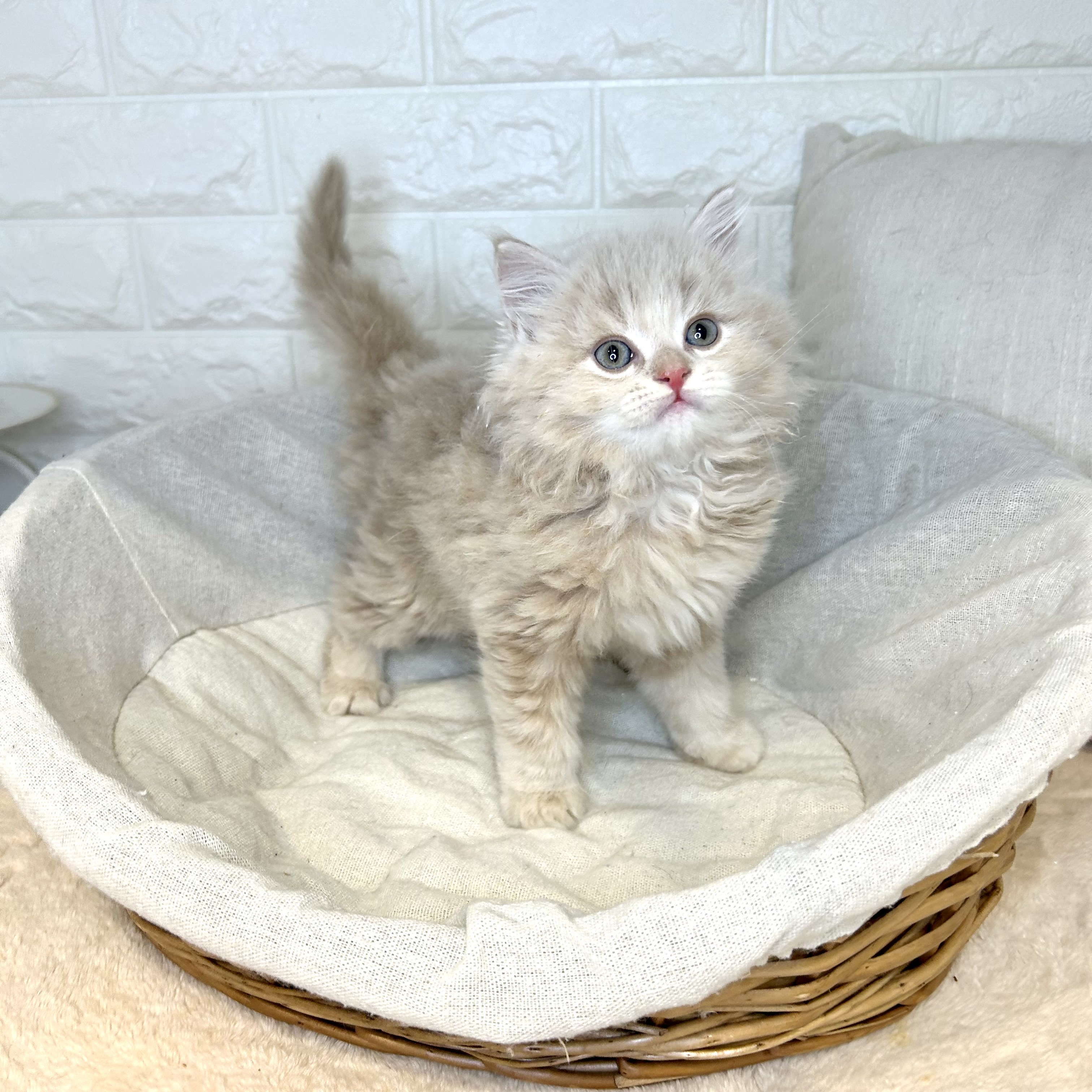 東京都のミヌエット (犬の家＆猫の里新宿店/2025年9月30日生まれ/男の子/クリームタビー)の子猫の3枚目の画像