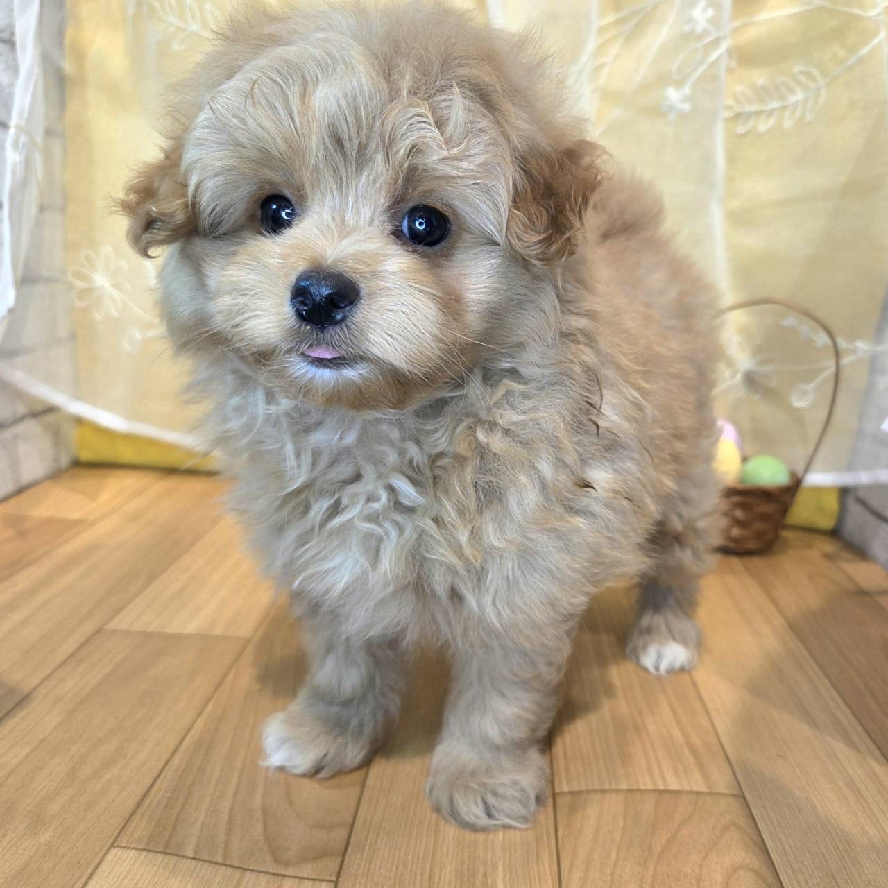 長野県のポメプー(ポメラニアン×プードル) (犬の家＆猫の里カインズ梓川店/2026年2月8日生まれ/男の子/クリーム)の子犬の3枚目の画像