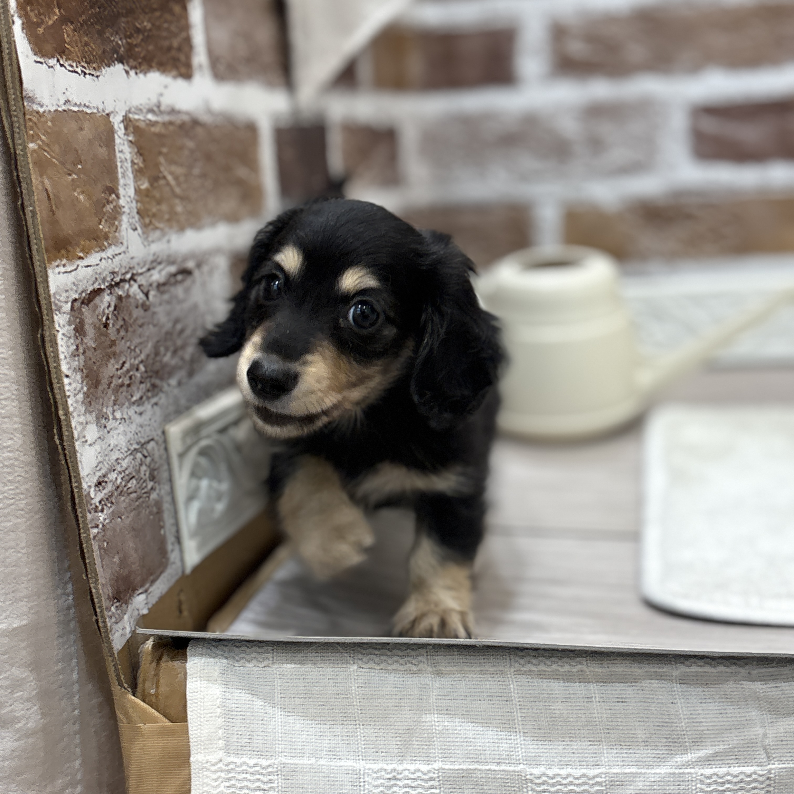 三重県のカニンヘンダックスフンド(ロング) (犬の家＆猫の里三重桑名店/2026年4月16日生まれ/男の子/ブラックイエロー)の子犬の3枚目の画像