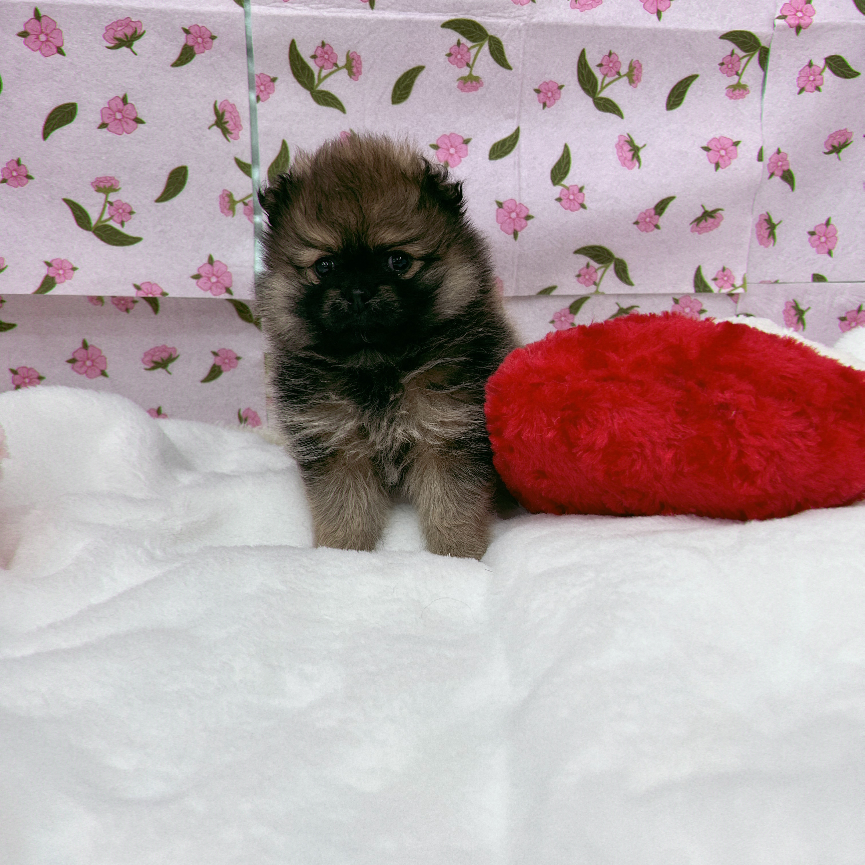 愛知県のポメラニアン (犬の家＆猫の里エアポートウォーク店/2026年1月26日生まれ/女の子/オレンジ)の子犬の3枚目の画像