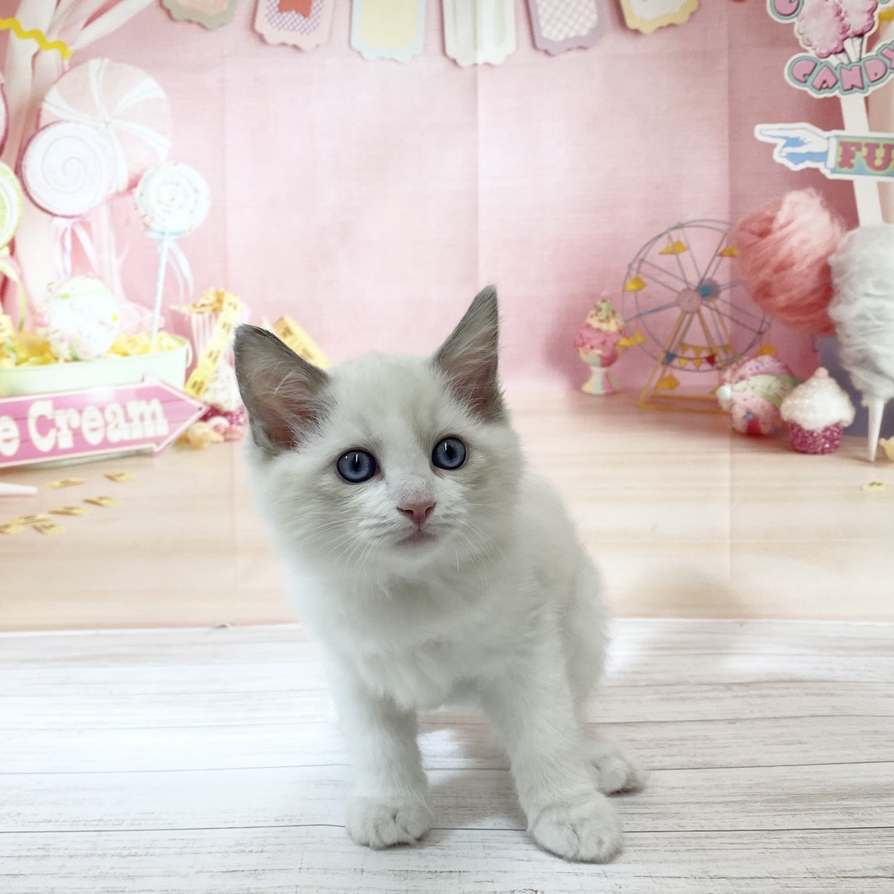 兵庫県のラグドール (犬の家＆猫の里尼崎店/2026年8月15日生まれ/男の子/ブルーポイントバイカラー)の子猫の1枚目の画像