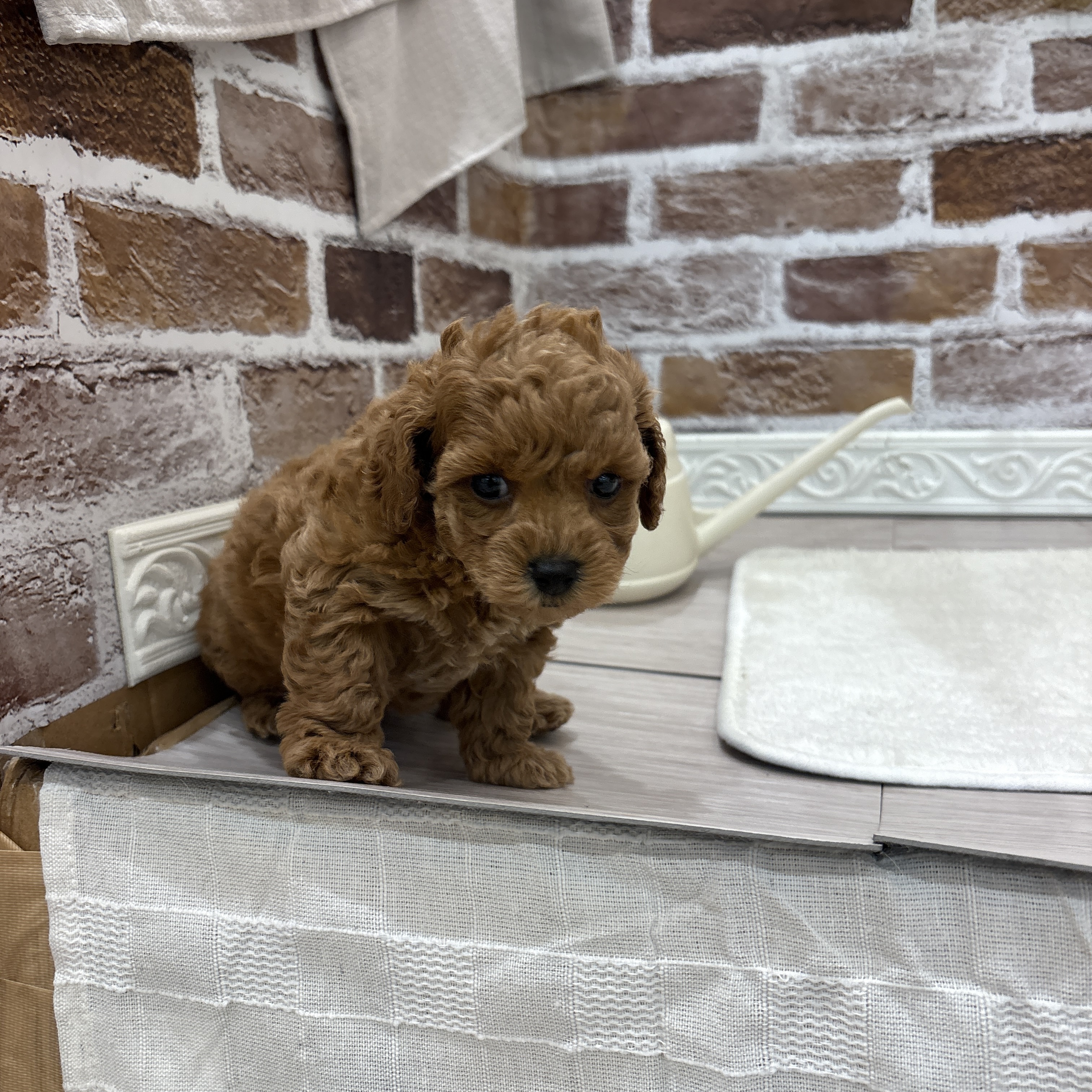 三重県のトイプードル(トイ) (犬の家＆猫の里三重桑名店/2026年4月21日生まれ/女の子/レッド)の子犬の3枚目の画像