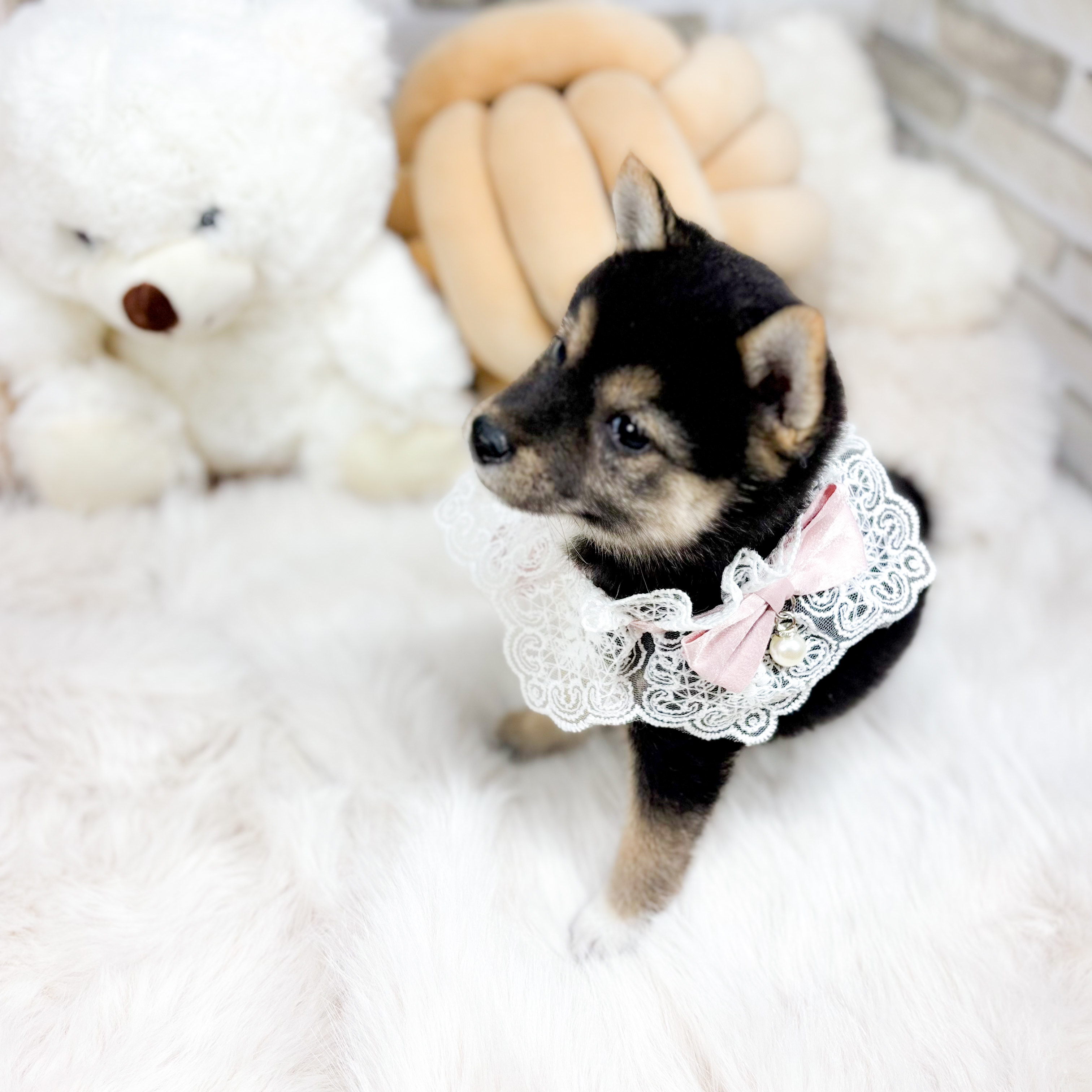 神奈川県の柴犬(標準サイズ) (犬の家＆猫の里元住吉ブレーメン通り店/2025年10月5日生まれ/女の子/黒)の子犬の3枚目の画像