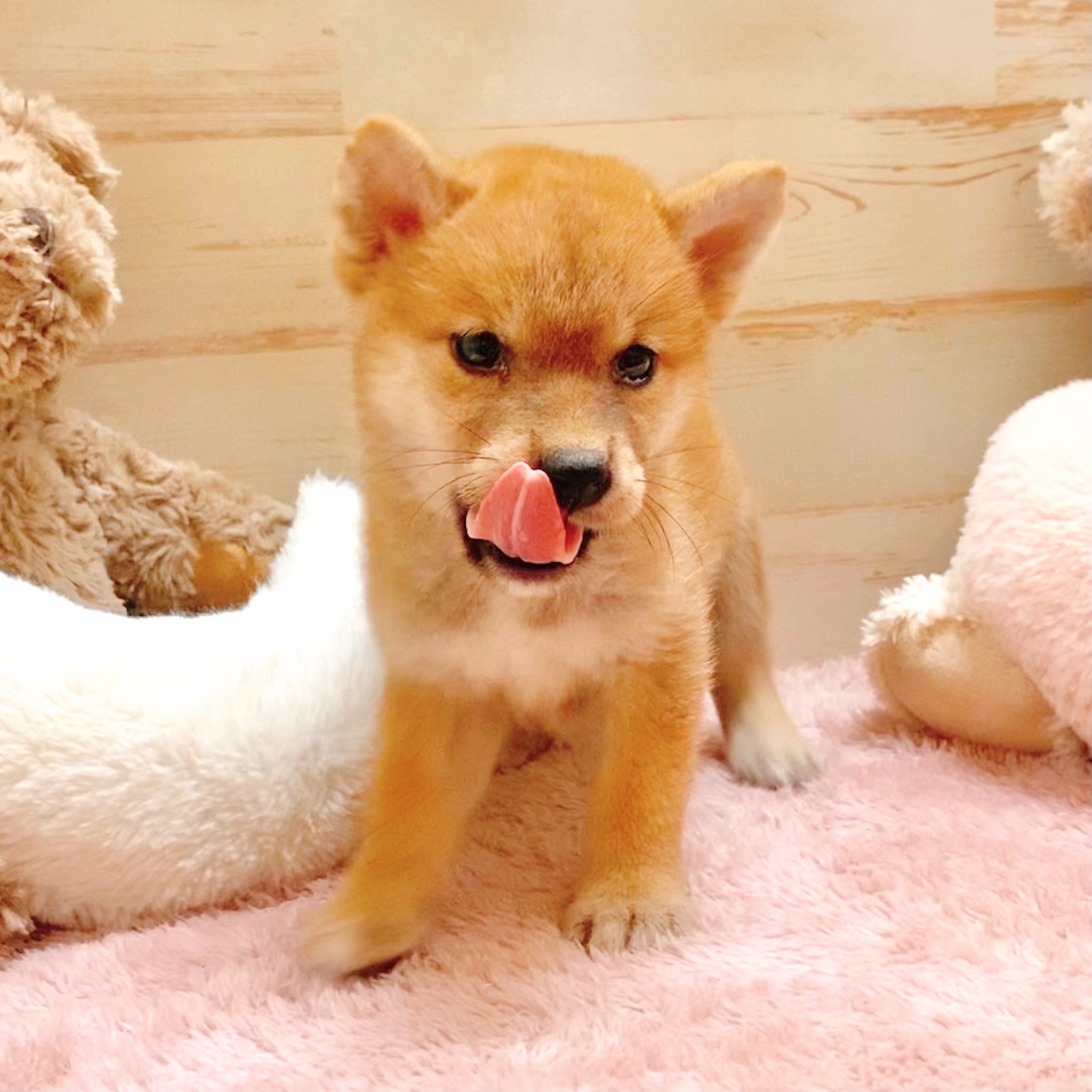 兵庫県の柴犬(標準サイズ) (犬の家＆猫の里神戸店/2025年7月3日生まれ/女の子/赤)の子犬の3枚目の画像